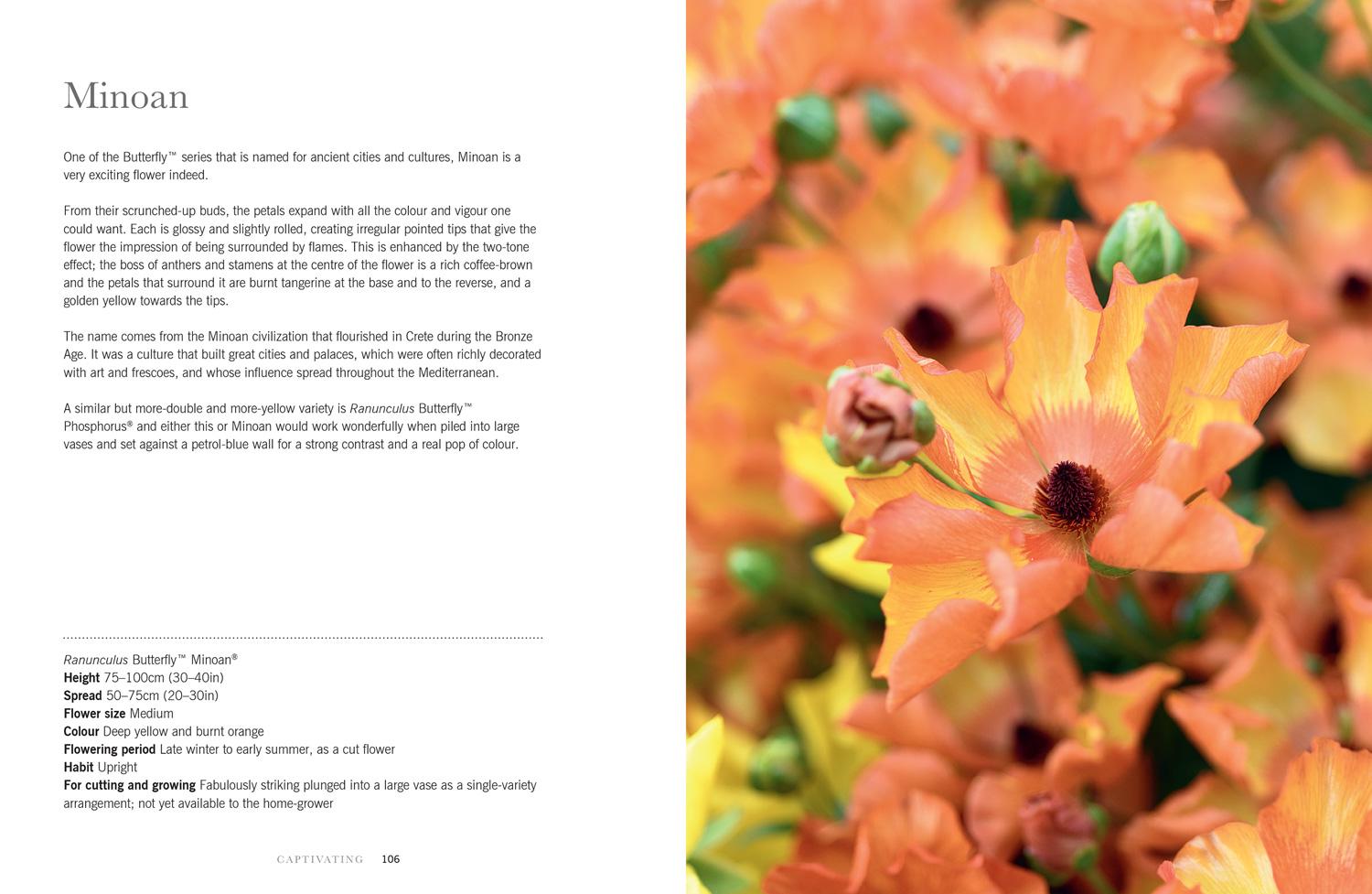 Beispielinhalt (Bild) Ranunculus