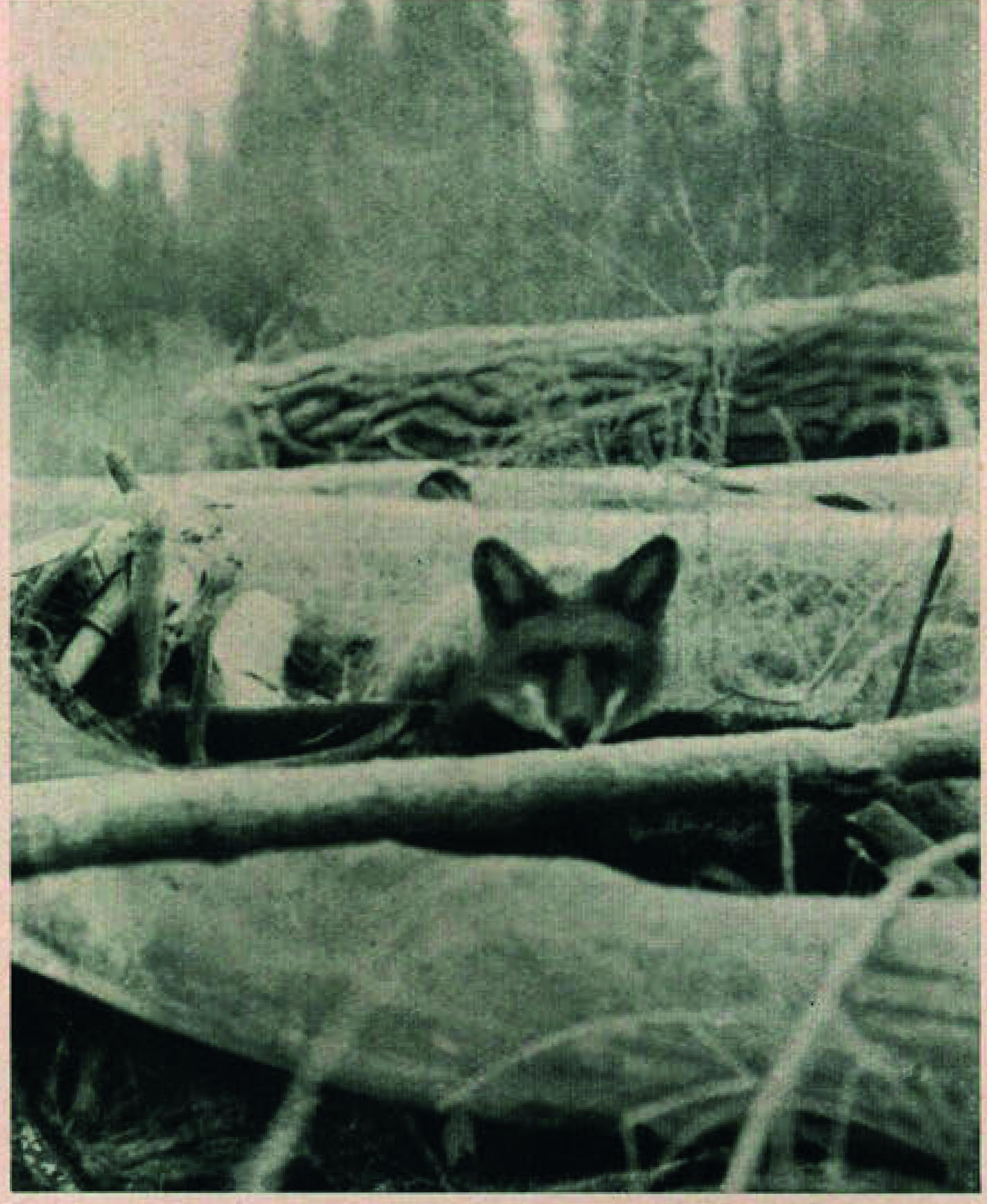 Beispielinhalt (Bild) Wildes Kanada