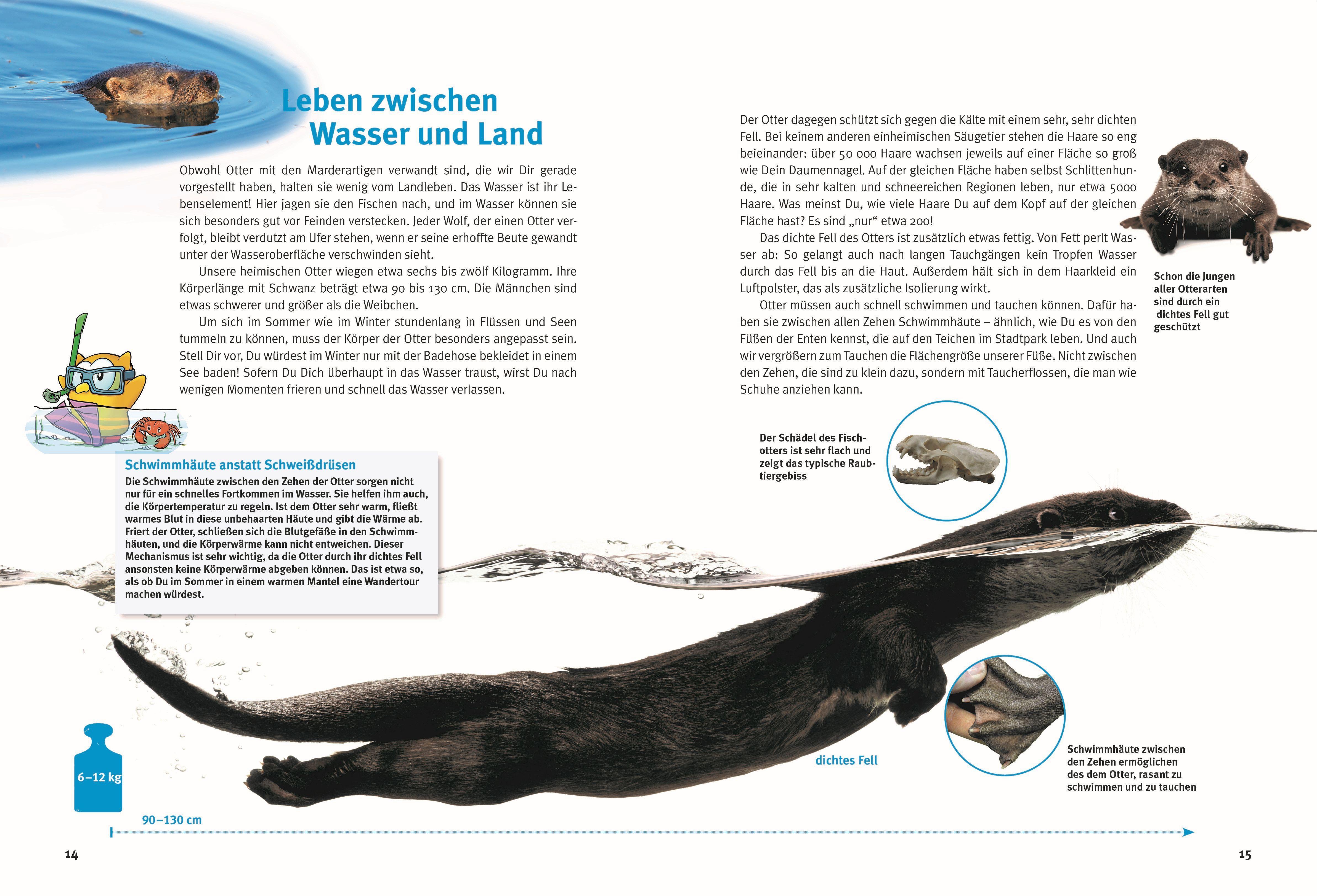 Beispielinhalt (Bild) Entdecke die Otter