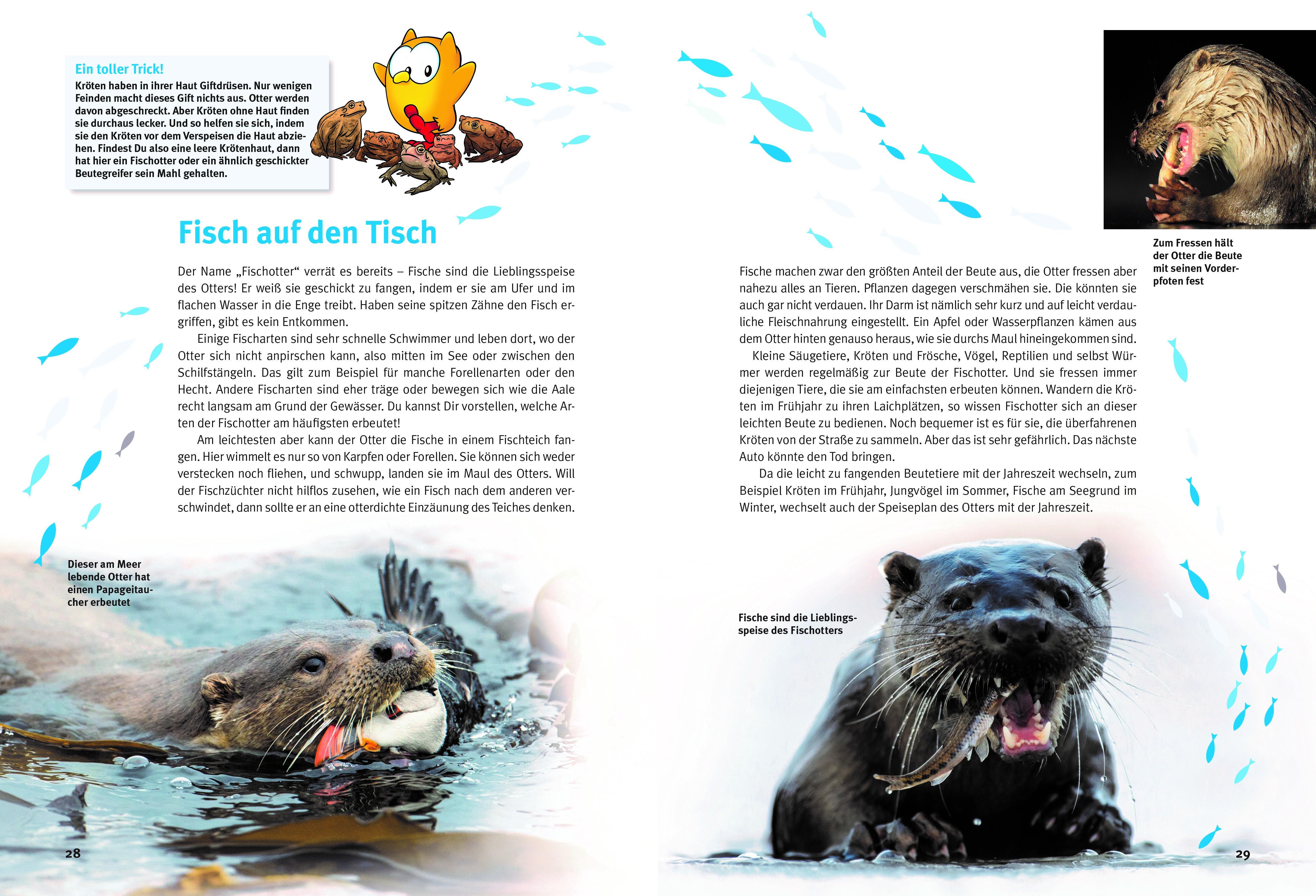 Beispielinhalt (Bild) Entdecke die Otter