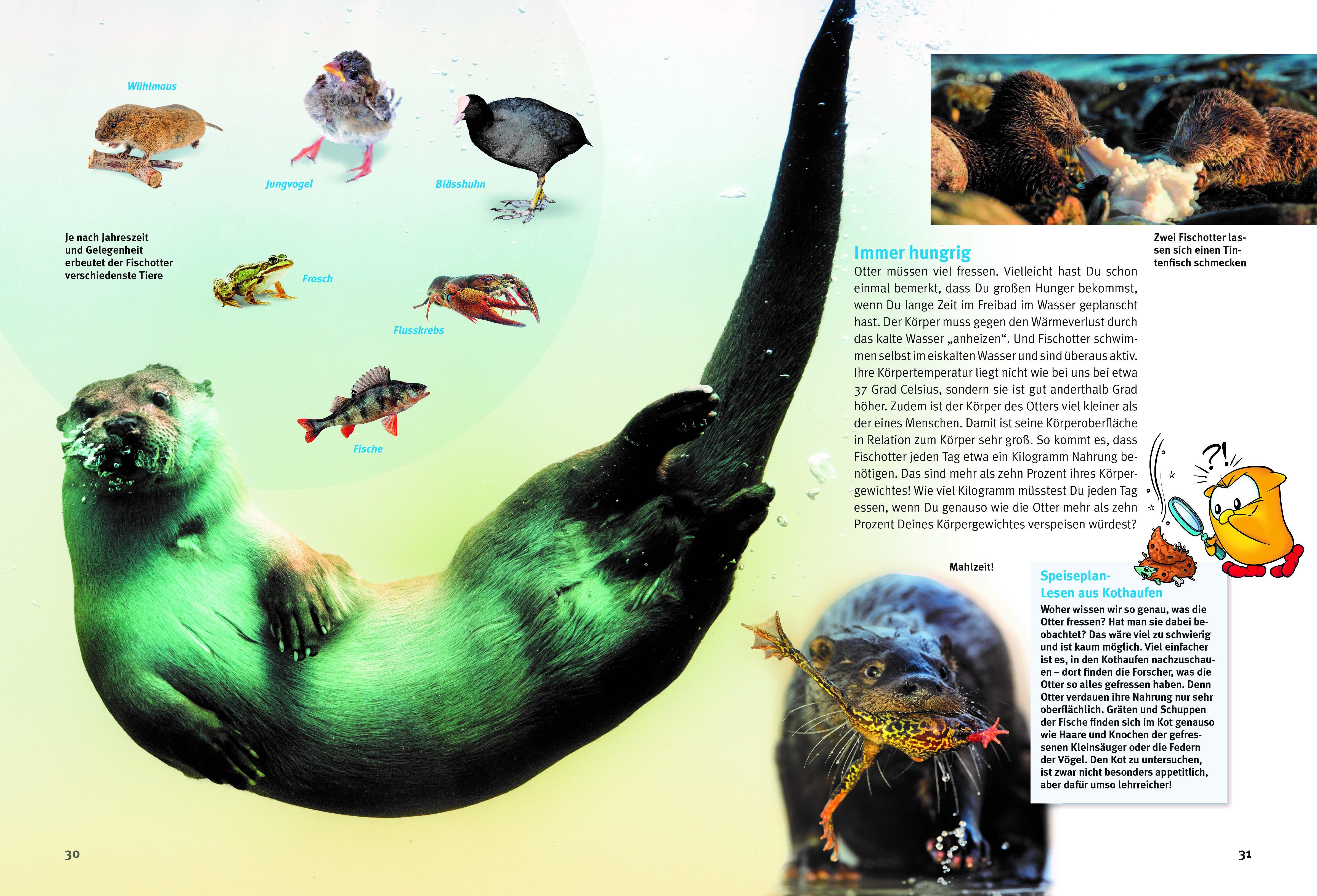Beispielinhalt (Bild) Entdecke die Otter