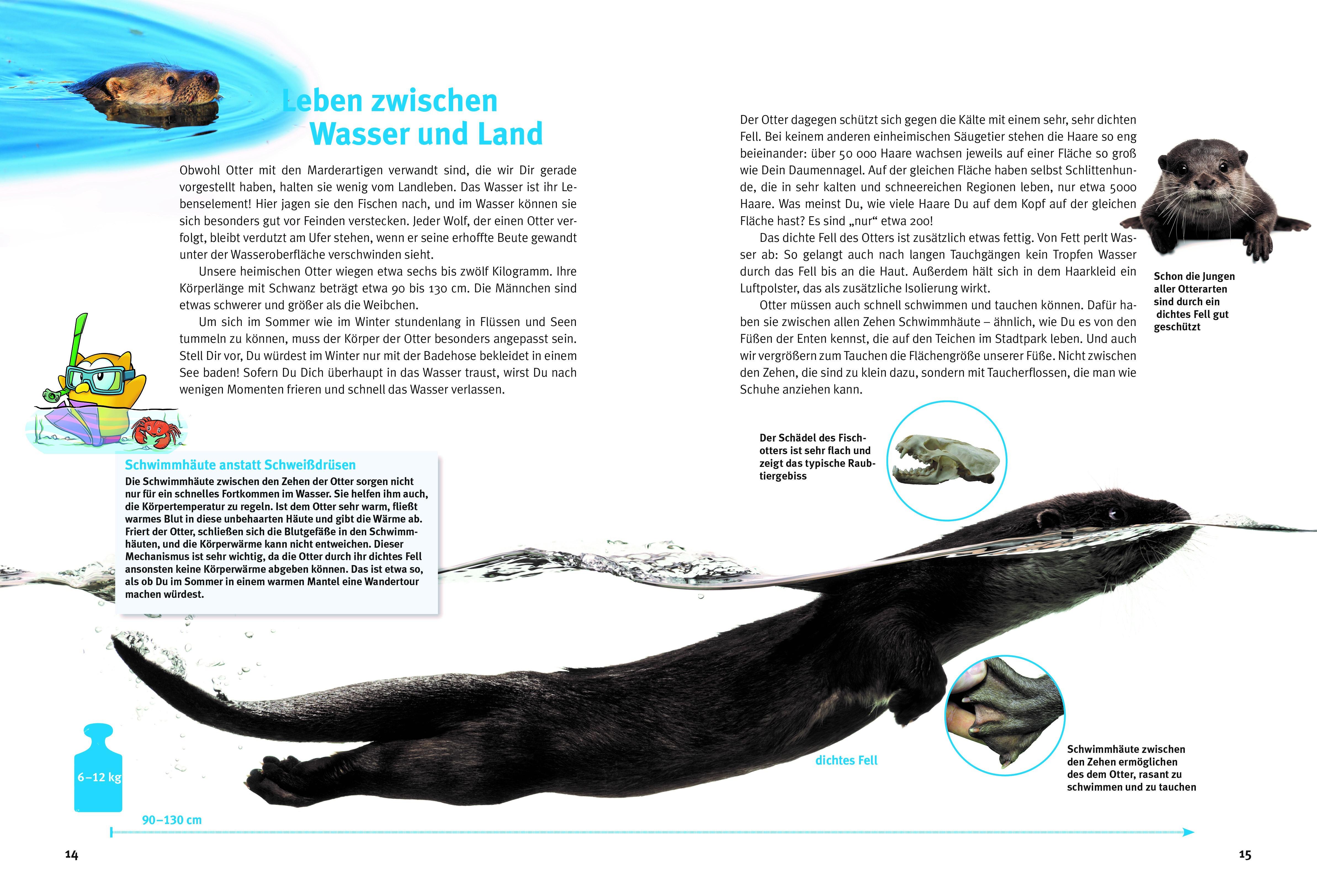 Beispielinhalt (Bild) Entdecke die Otter