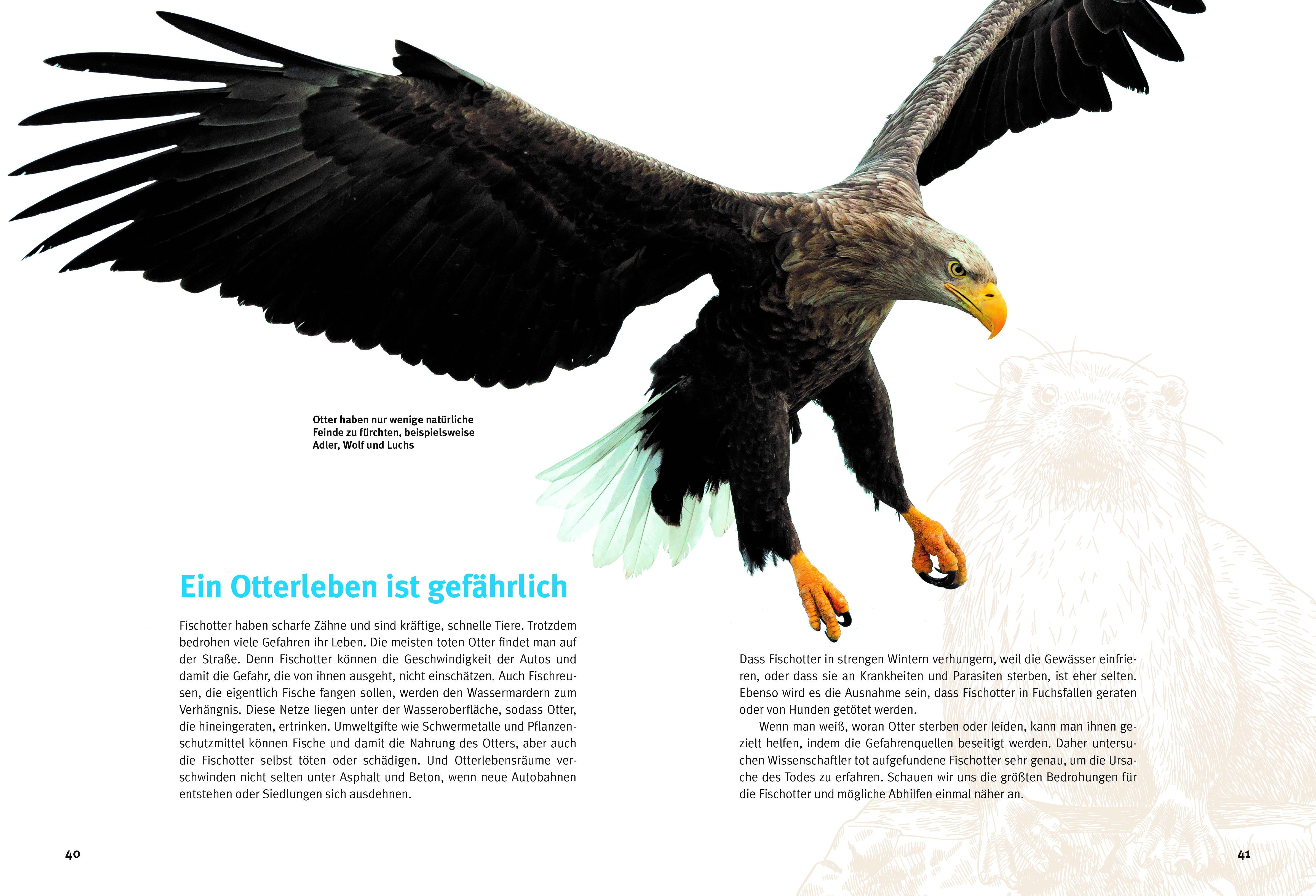 Beispielinhalt (Bild) Entdecke die Otter