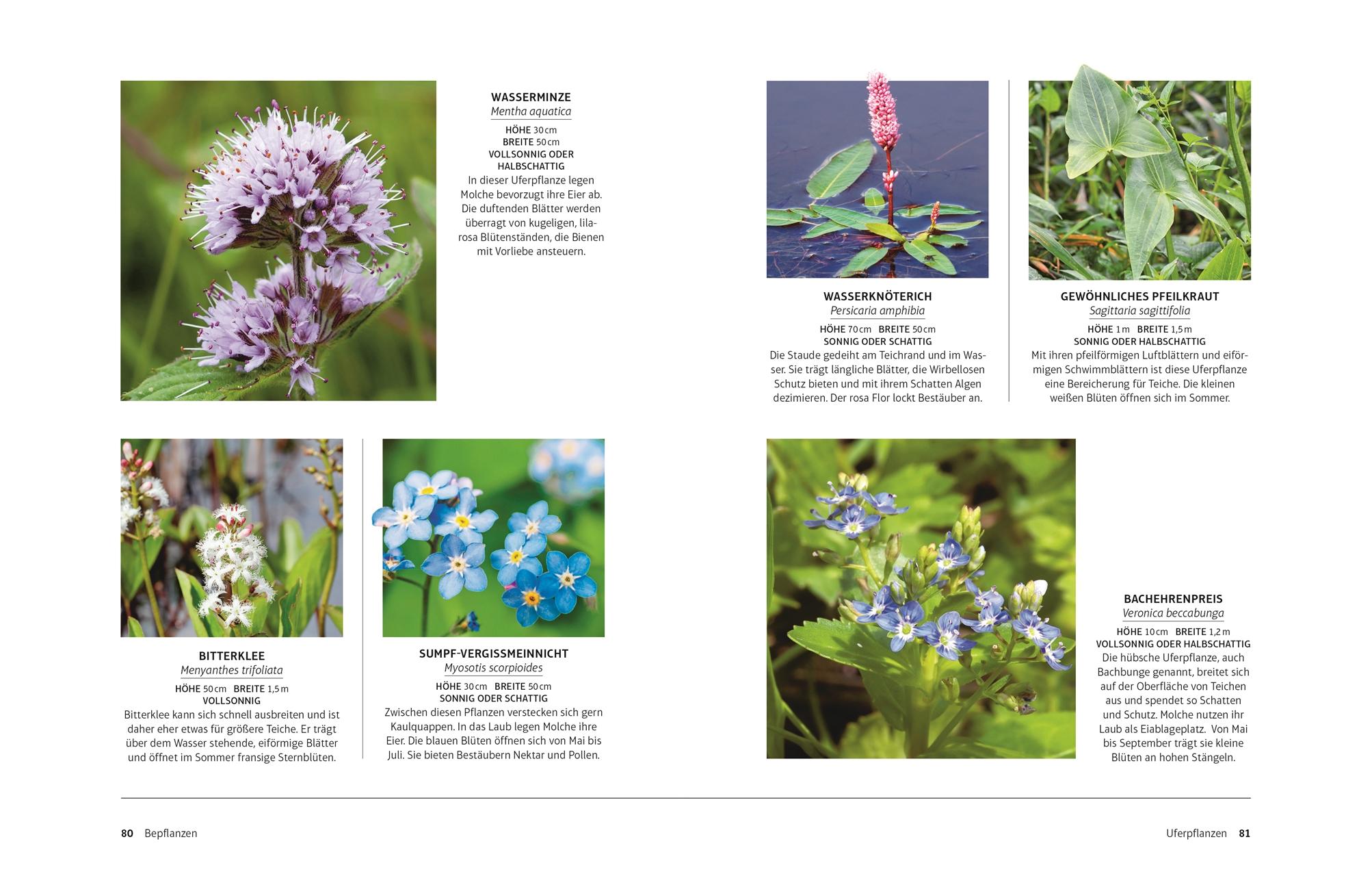 Beispielinhalt (Bild) Leben am Gartenteich