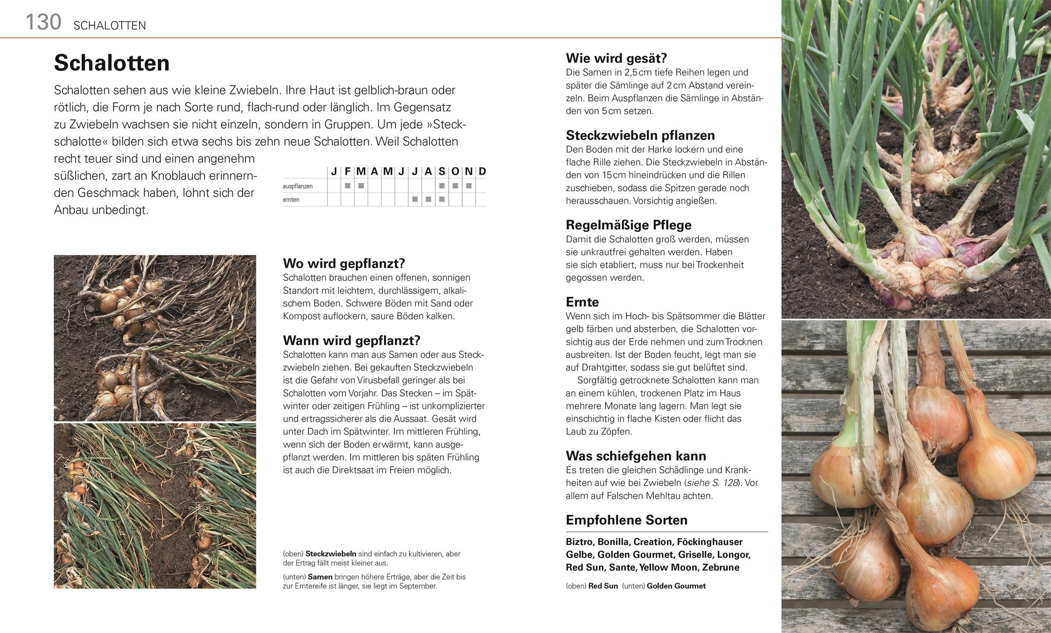 Beispielinhalt (Bild) Gemüse für jeden Garten