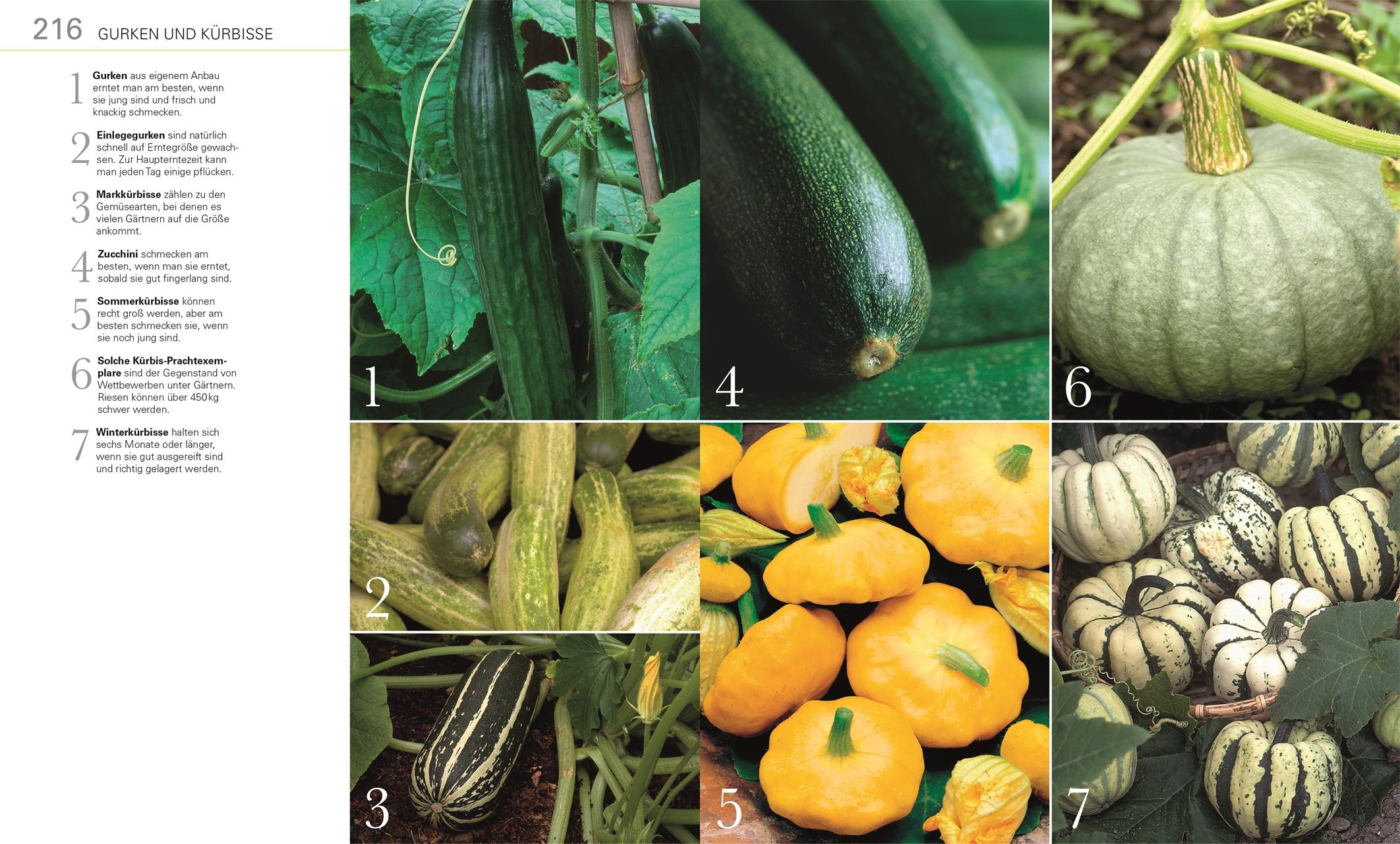 Beispielinhalt (Bild) Gemüse für jeden Garten