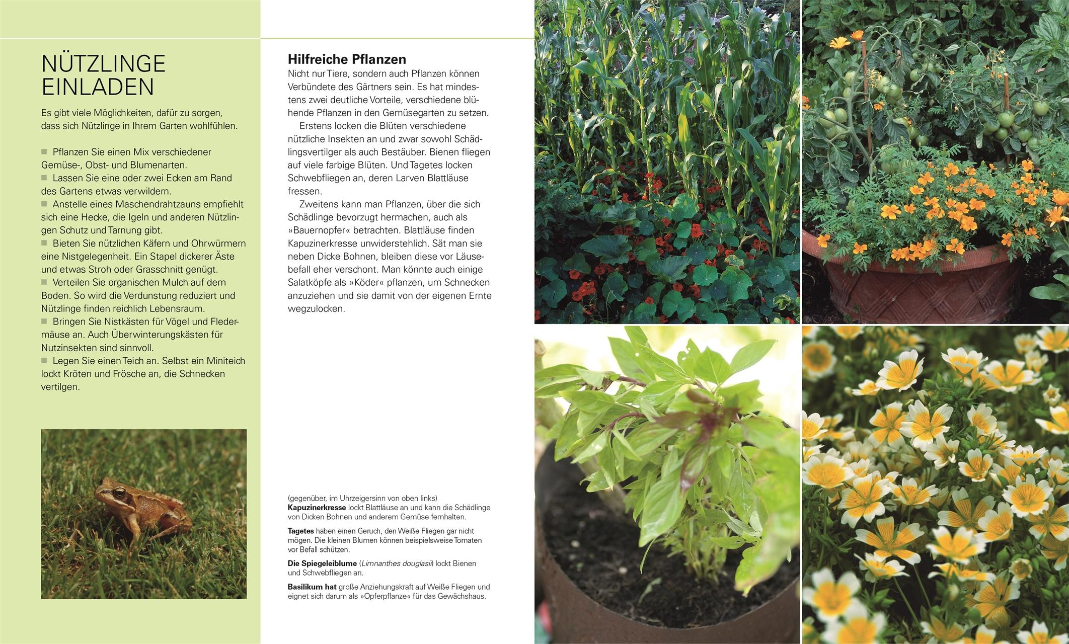 Beispielinhalt (Bild) Gemüse für jeden Garten