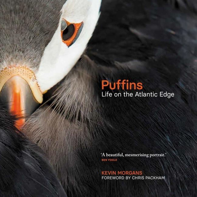 Vorderes Coverbild Puffins