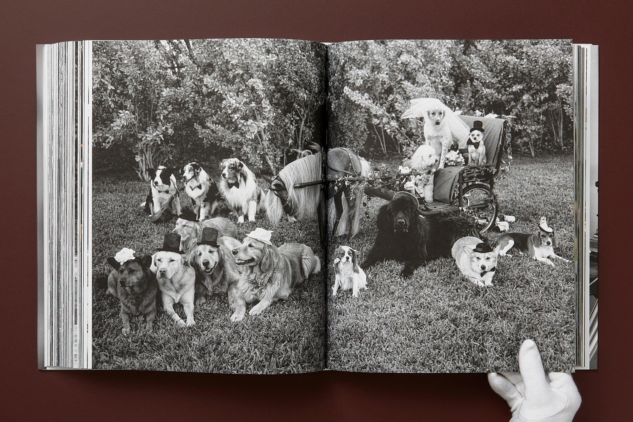 Beispielinhalt (Bild) Bruce Weber. The Golden Retriever Photographic Society