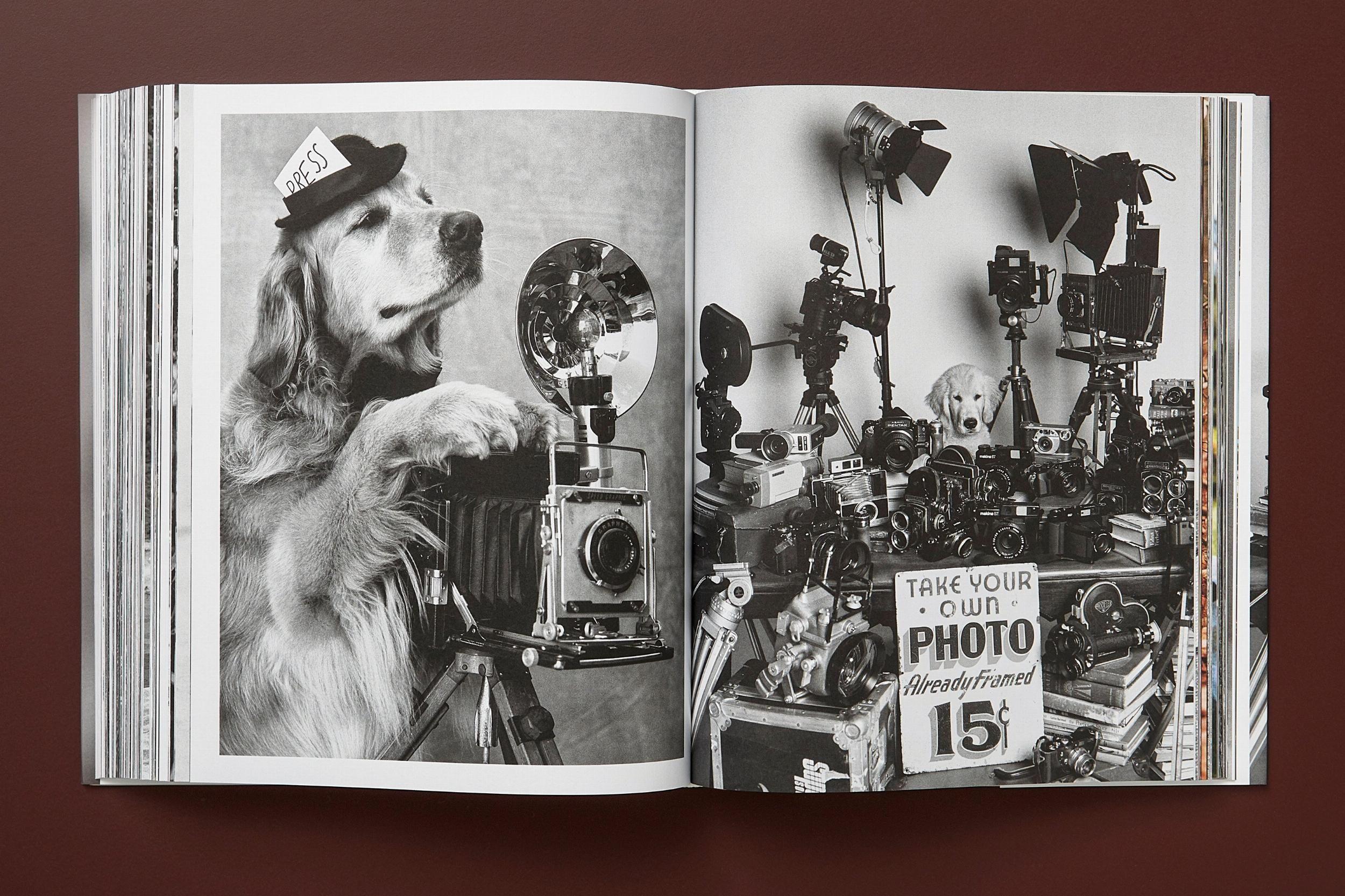 Beispielinhalt (Bild) Bruce Weber. The Golden Retriever Photographic Society