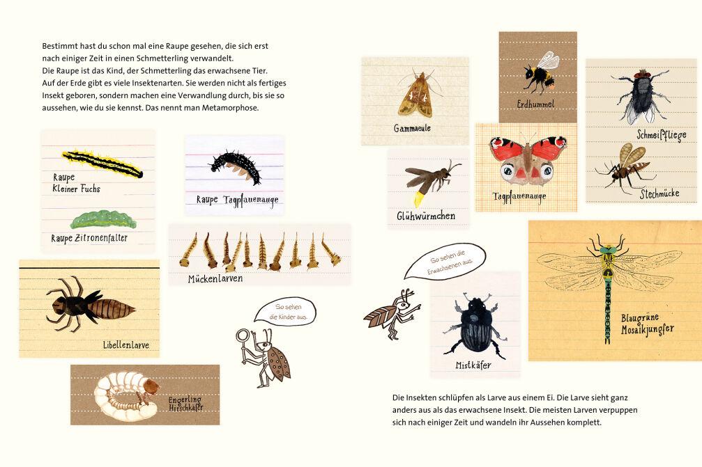 Beispielinhalt (Bild) Die unglaubliche Verwandlung