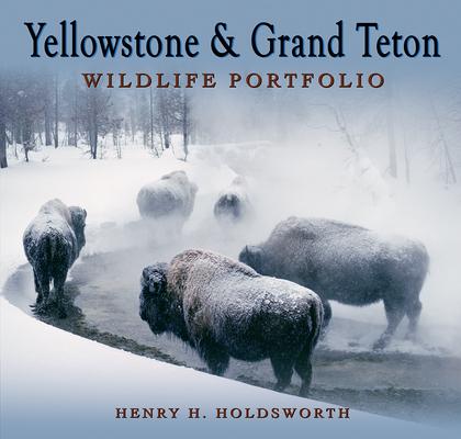 Vorderes Coverbild Yellowstone & Grand Teton Wildlife Portfolio (Sc)