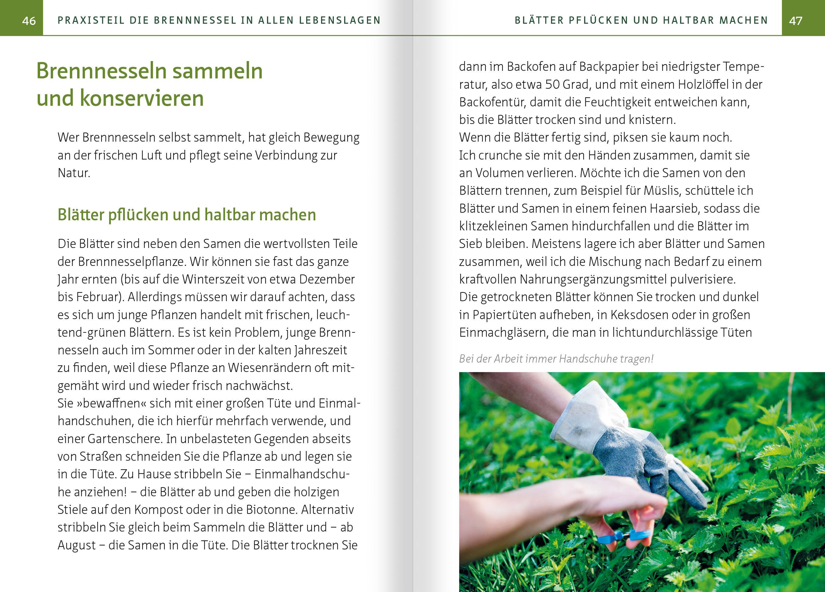 Beispielinhalt (Bild) Brennnessel. Kompakt-Ratgeber