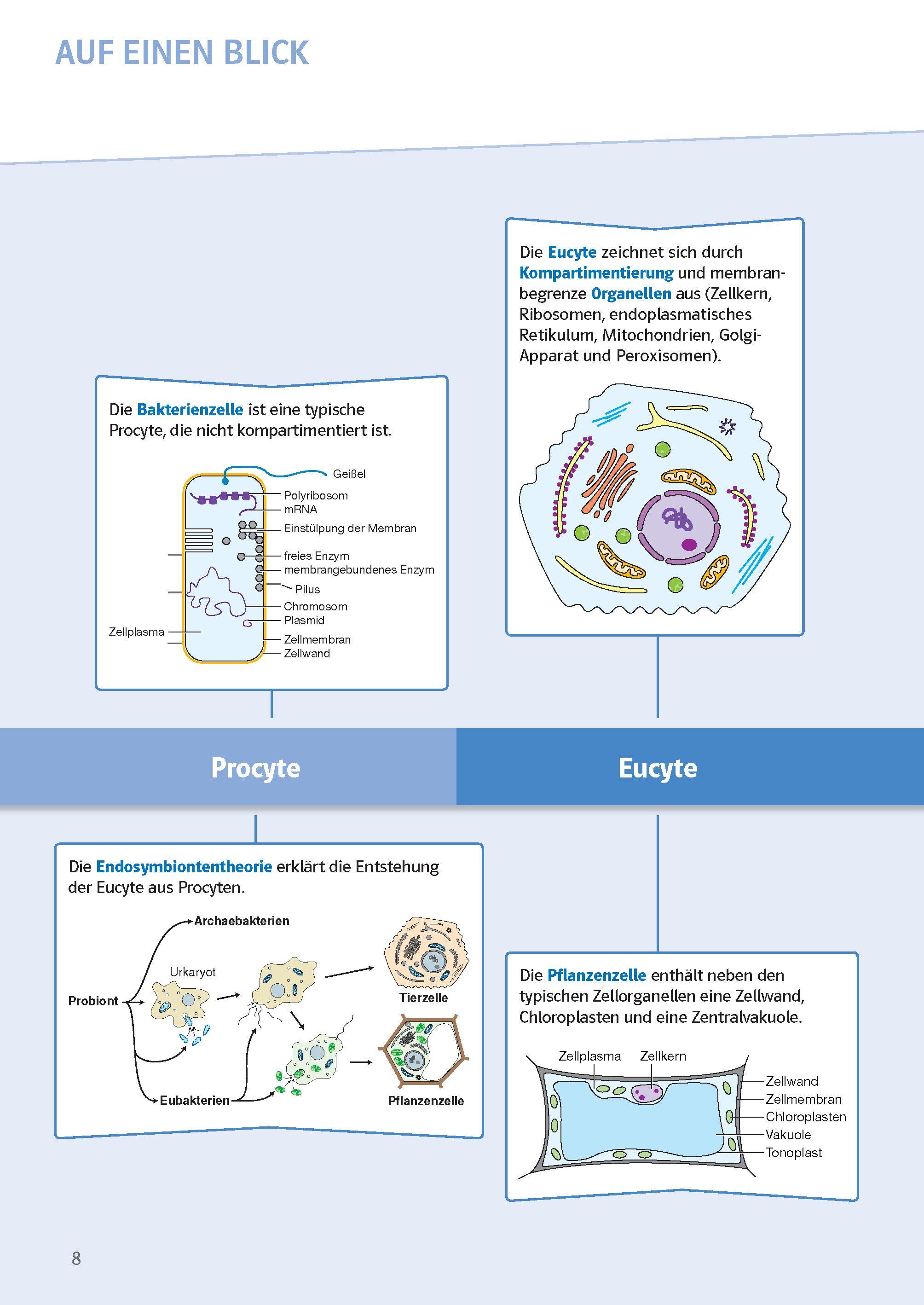 Beispielinhalt (Bild) Sicher im Abi Oberstufen-Wissen Biologie