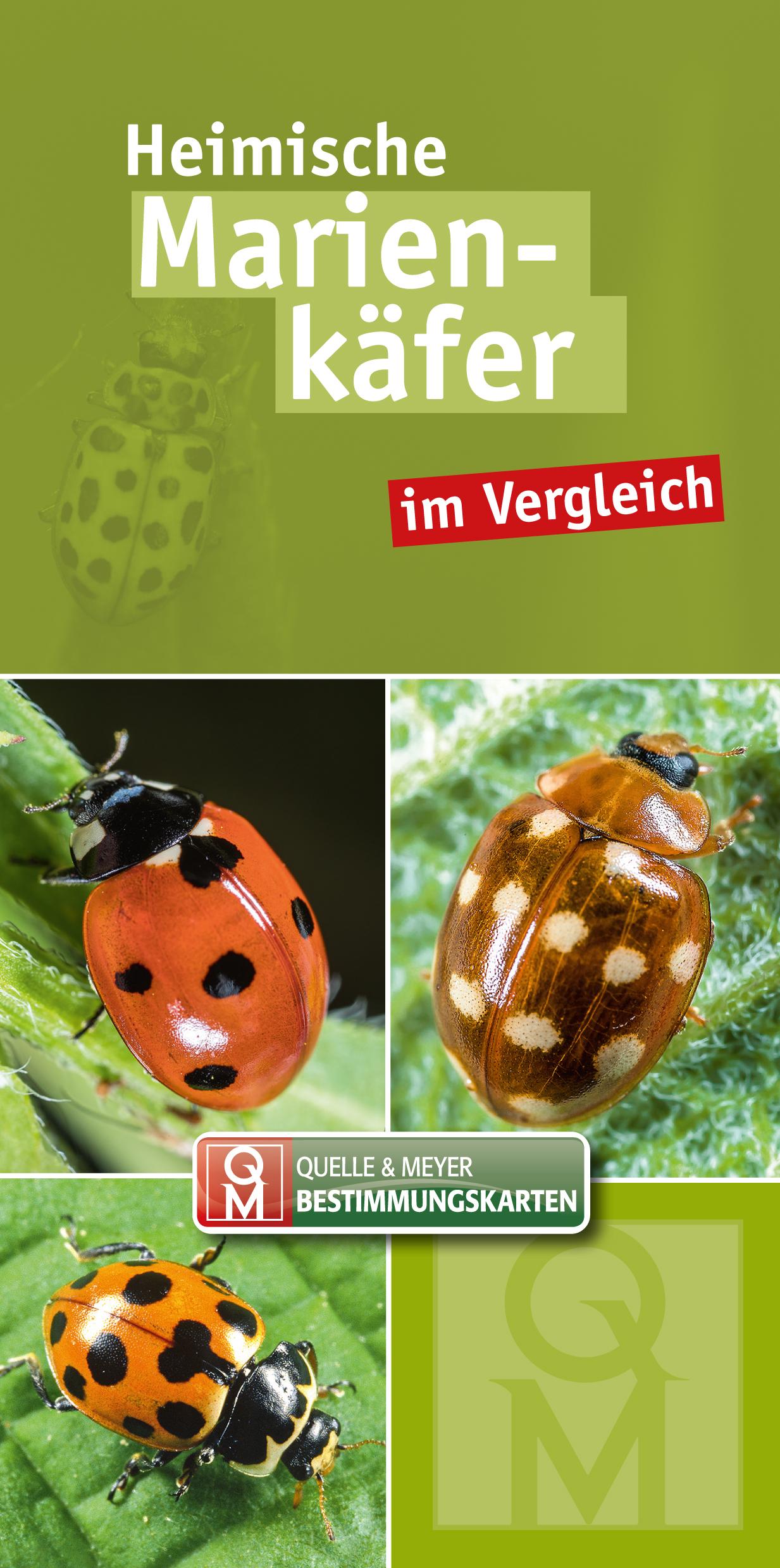Vorderes Coverbild Heimische Marienkäfer