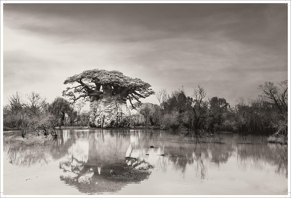 Beispielinhalt (Bild) BAOBAB: Meine Reise zu den ältesten Lebewesen und Waldwächtern