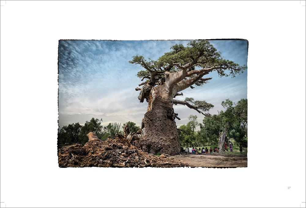 Beispielinhalt (Bild) BAOBAB: Meine Reise zu den ältesten Lebewesen und Waldwächtern