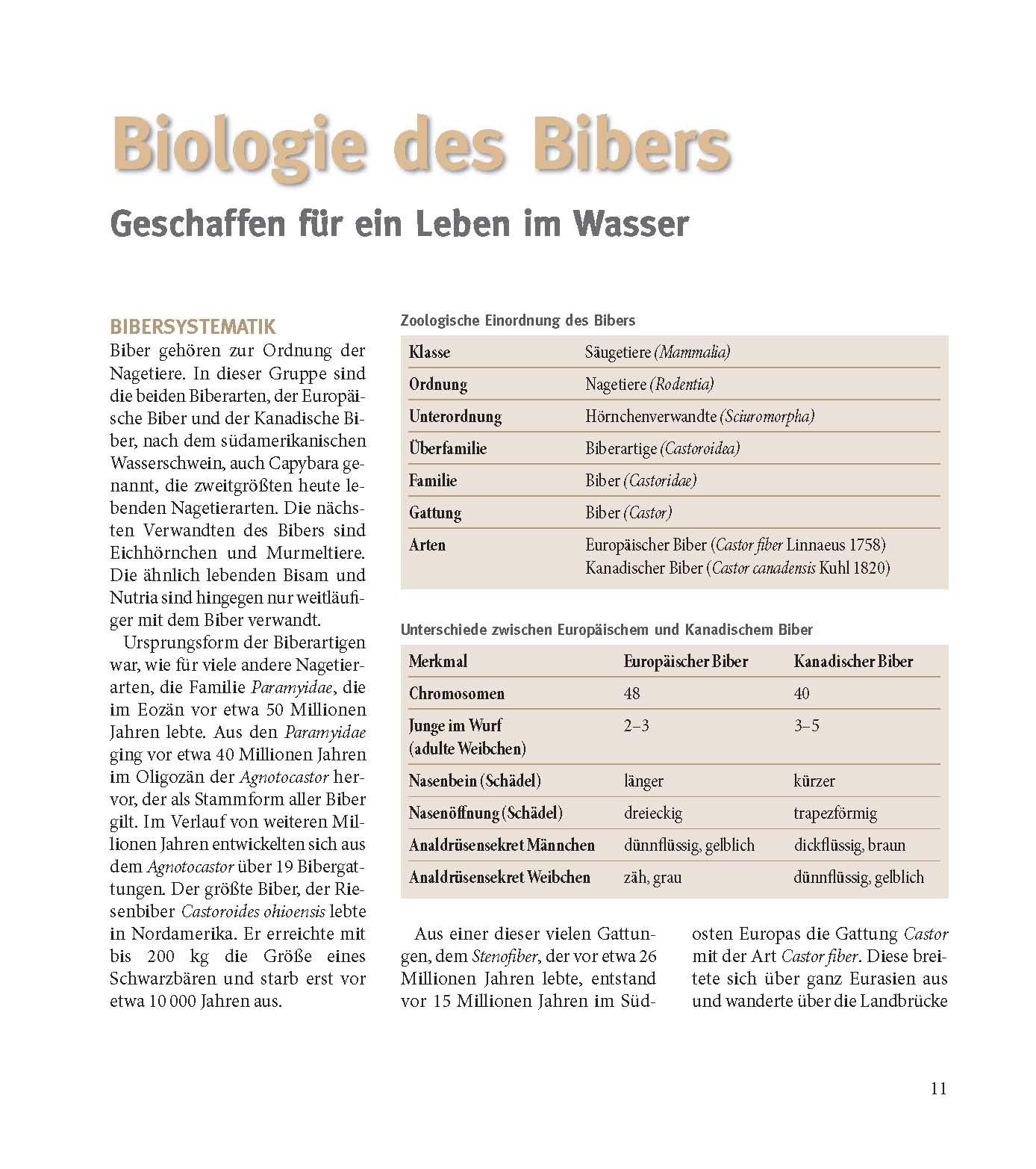Beispielinhalt (Bild) Der Biber