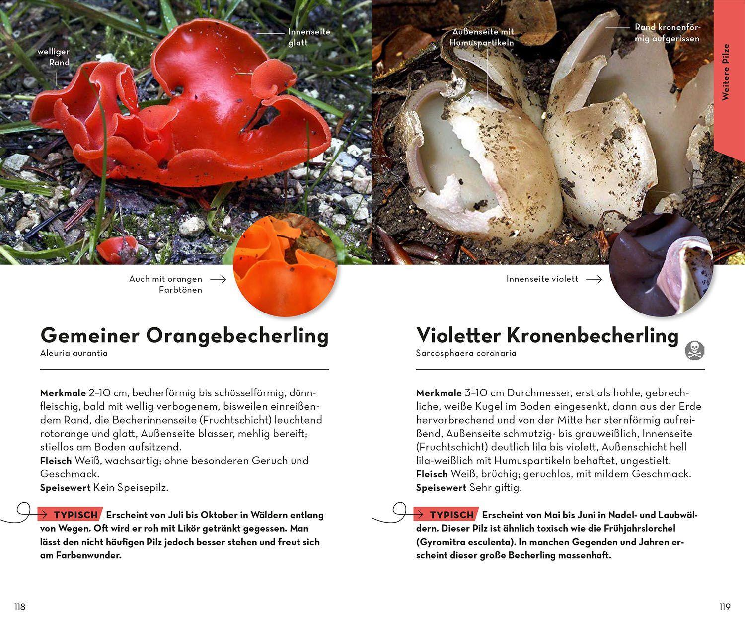 Beispielinhalt (Bild) BASIC Pilze