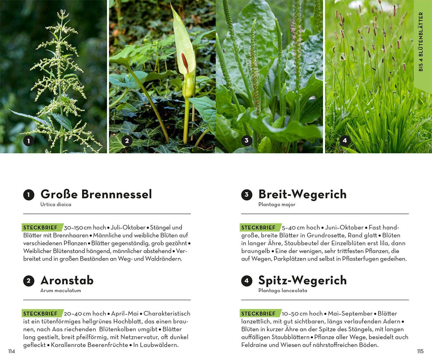 Beispielinhalt (Bild) BASIC Blumen