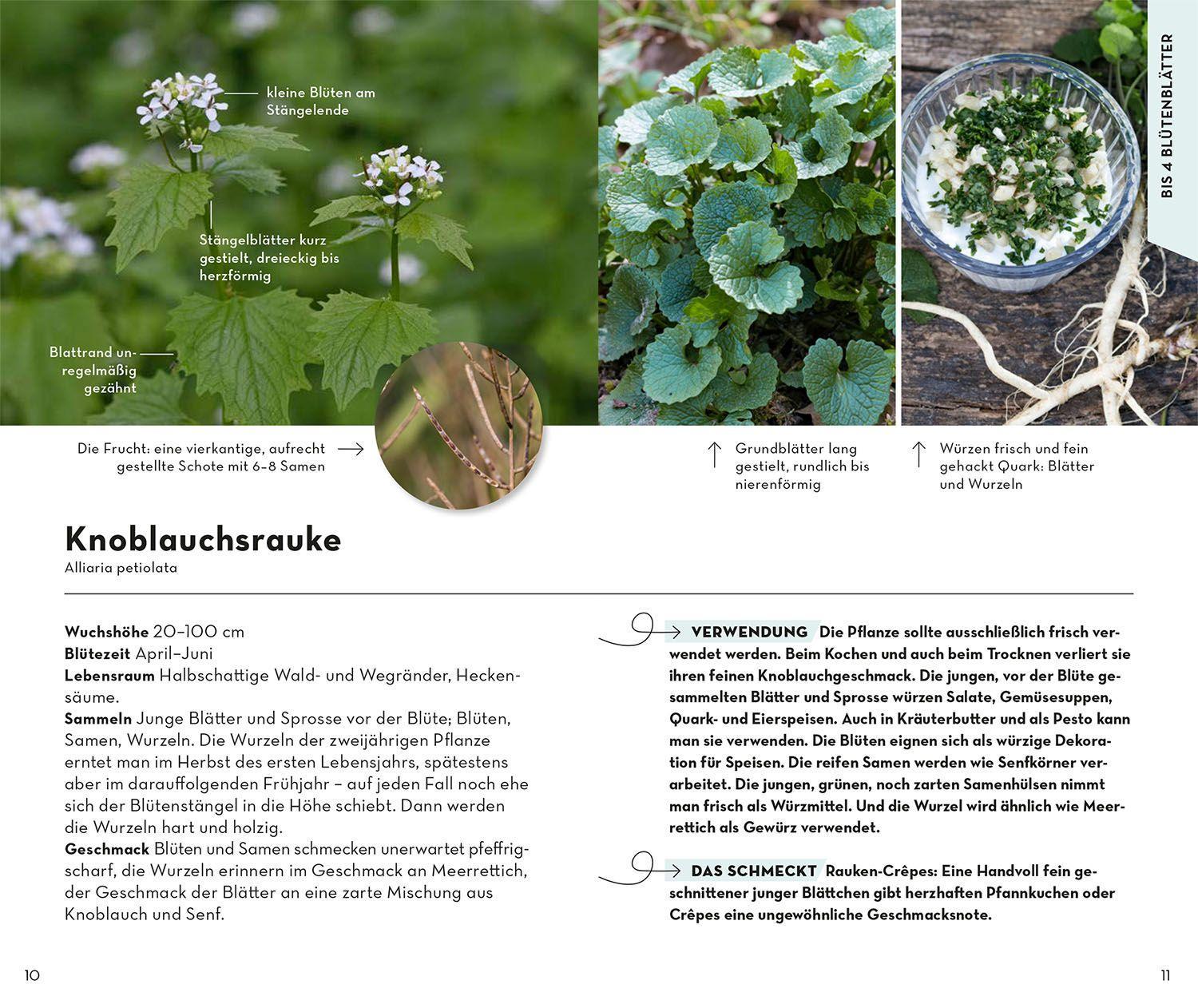 Beispielinhalt (Bild) BASIC Früchte und Wildkräuter