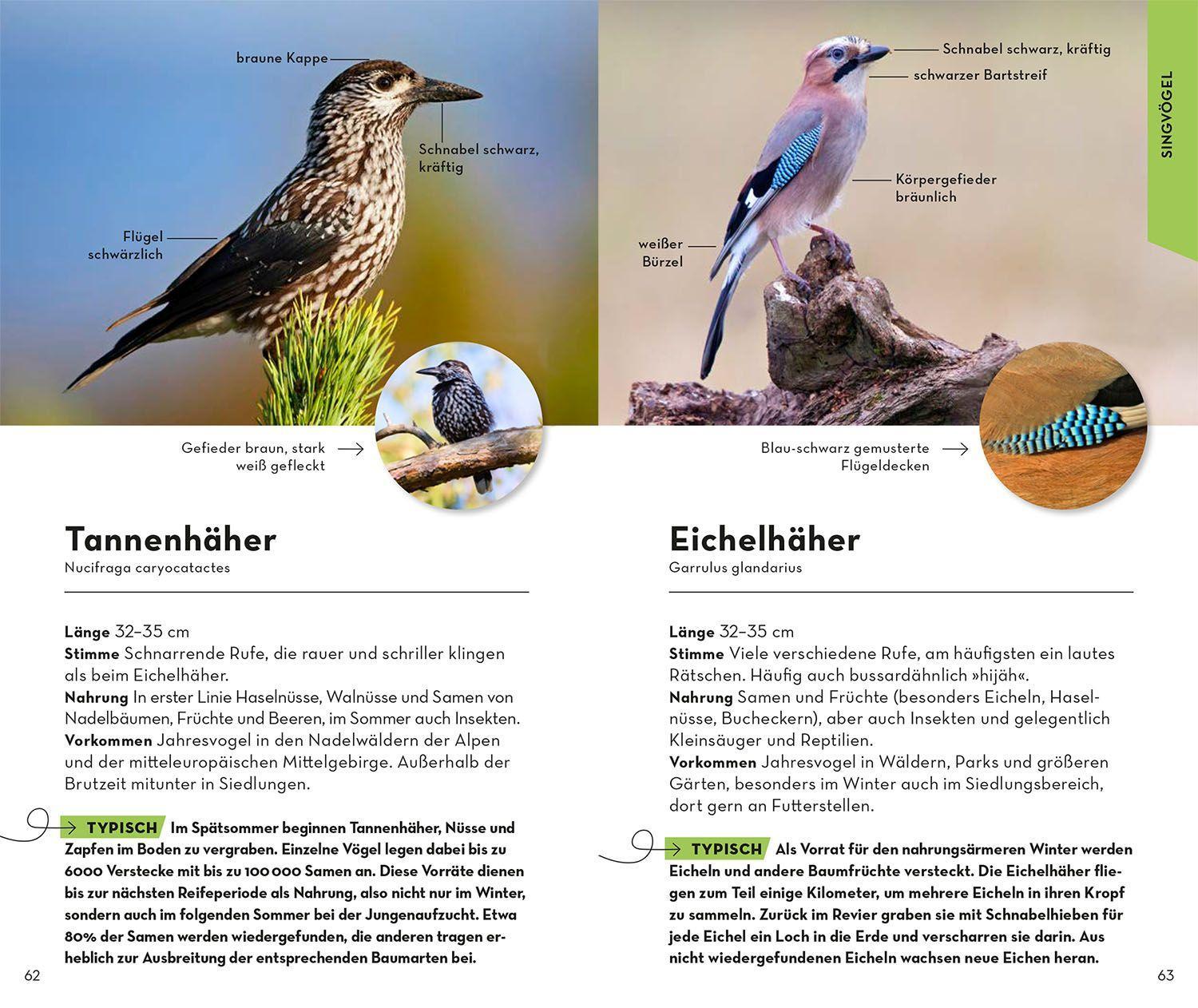 Beispielinhalt (Bild) BASIC Gartenvögel