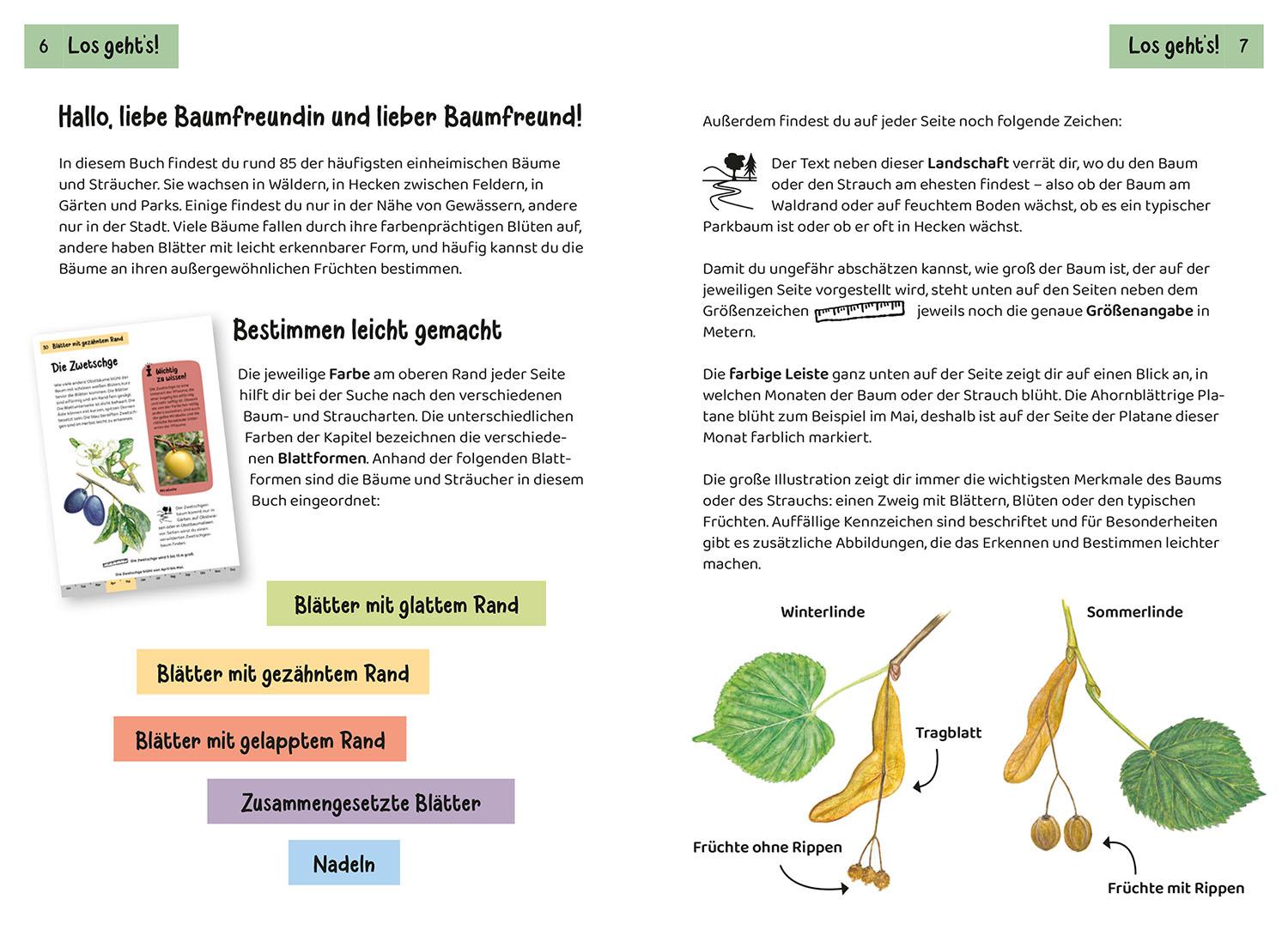 Beispielinhalt (Bild) Welcher Baum ist das? Kindernaturführer