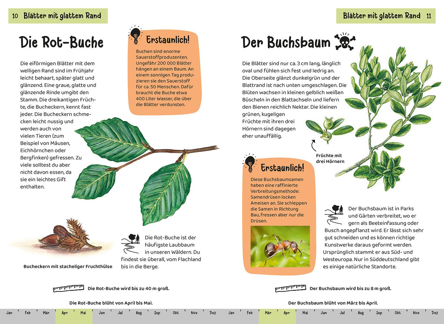 Beispielinhalt (Bild) Welcher Baum ist das? Kindernaturführer