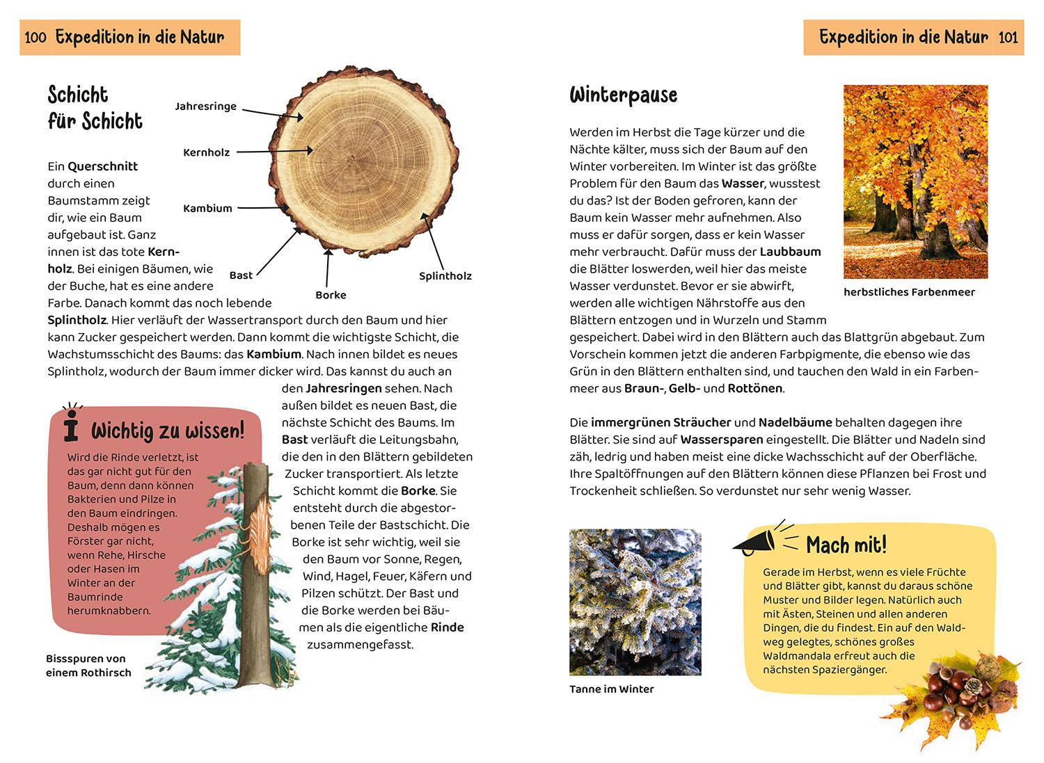 Beispielinhalt (Bild) Welcher Baum ist das? Kindernaturführer