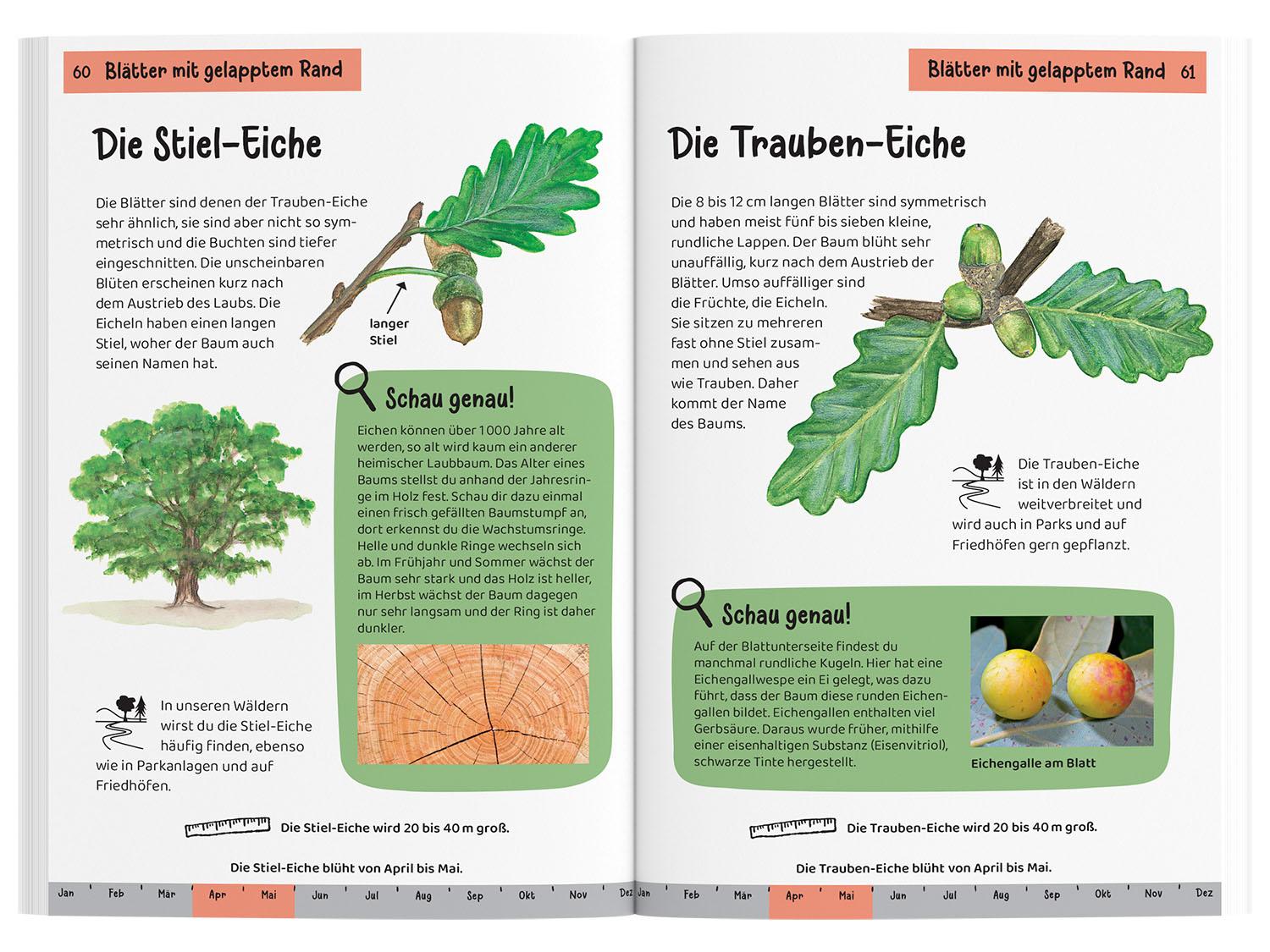 Beispielinhalt (Bild) Welcher Baum ist das? Kindernaturführer