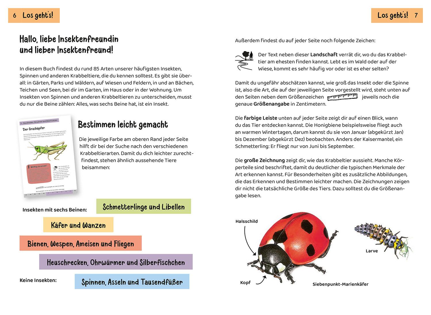 Beispielinhalt (Bild) Was krabbelt denn da? Kindernaturführer