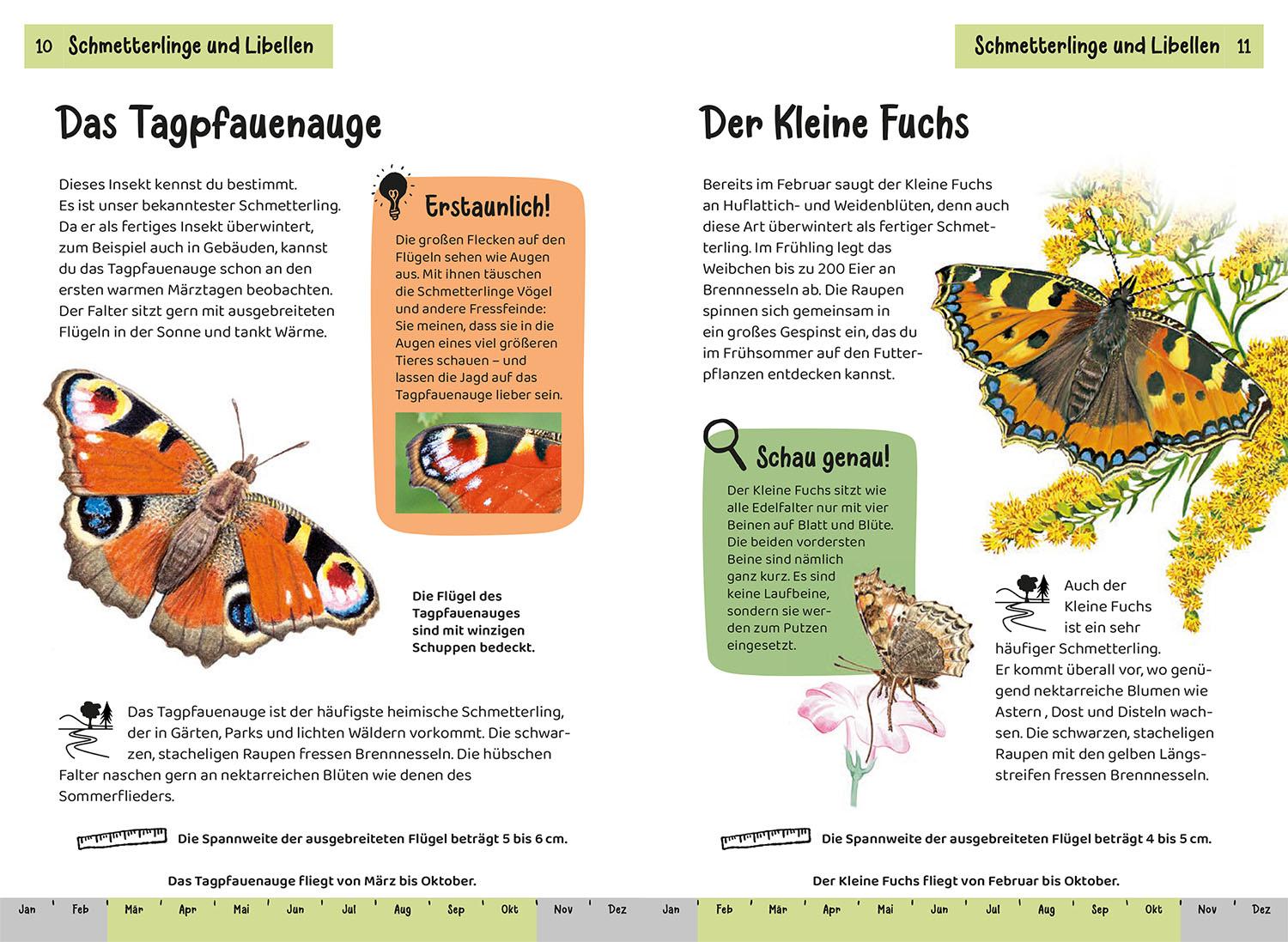 Beispielinhalt (Bild) Was krabbelt denn da? Kindernaturführer