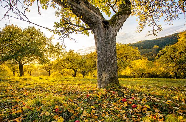 Beispielinhalt (Bild) Das große kleine Buch: Obstbäume in unserem Garten