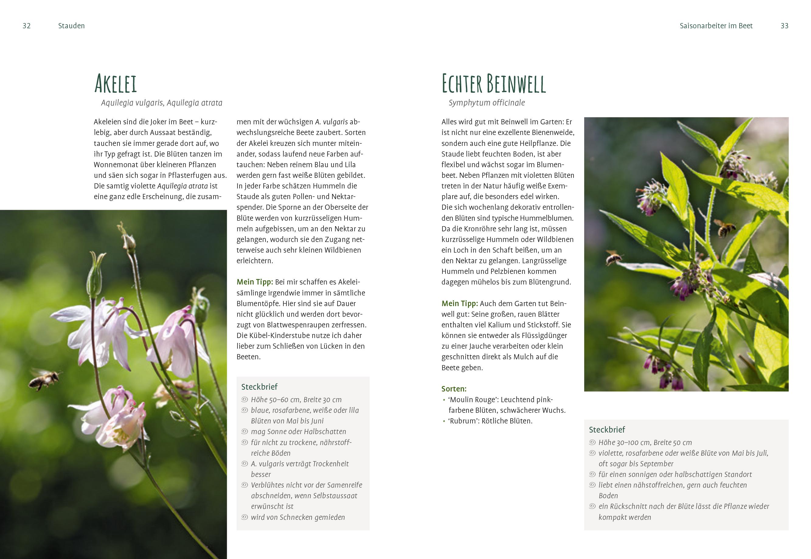 Beispielinhalt (Bild) Heimische Pflanzen für den Garten