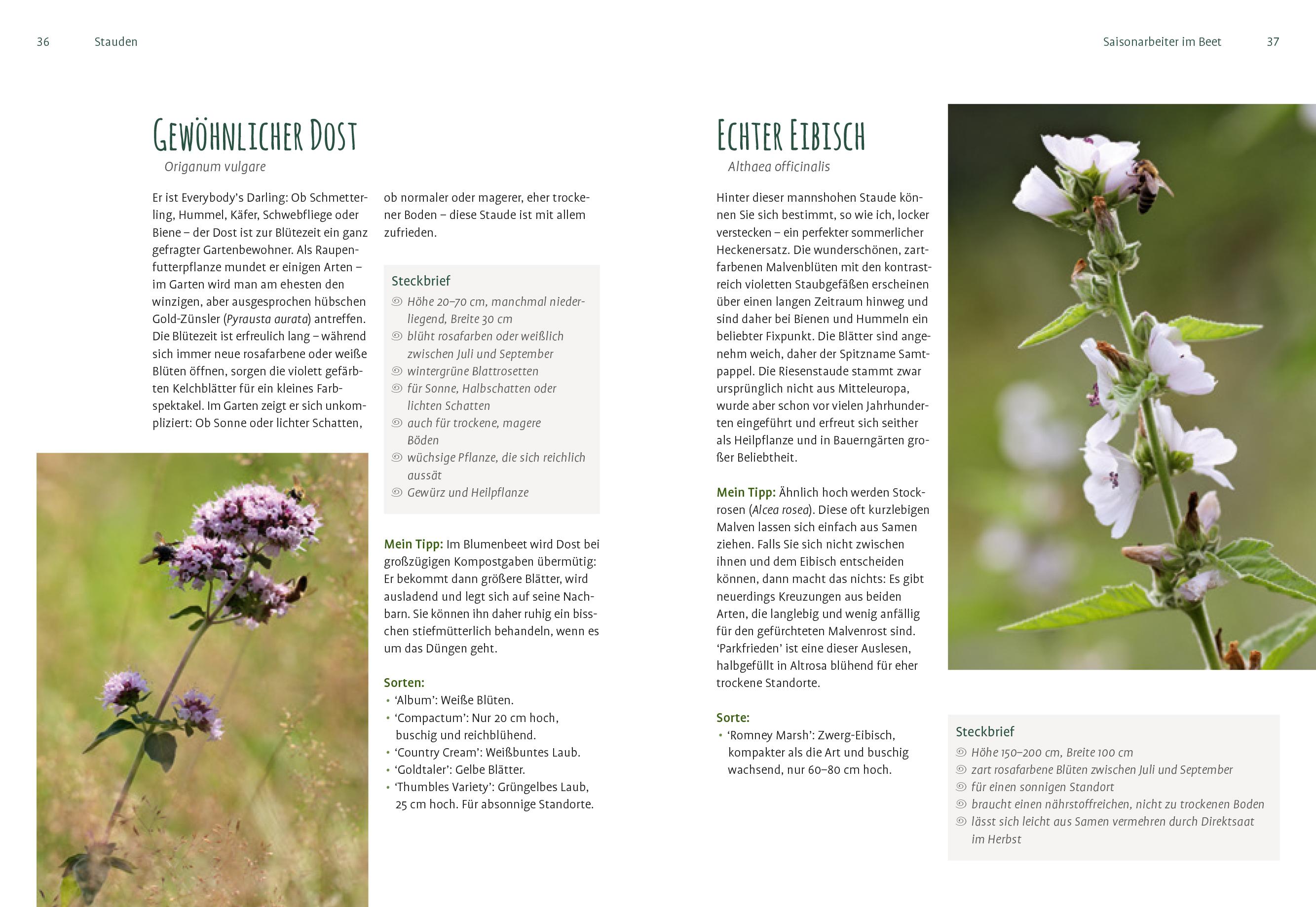 Beispielinhalt (Bild) Heimische Pflanzen für den Garten