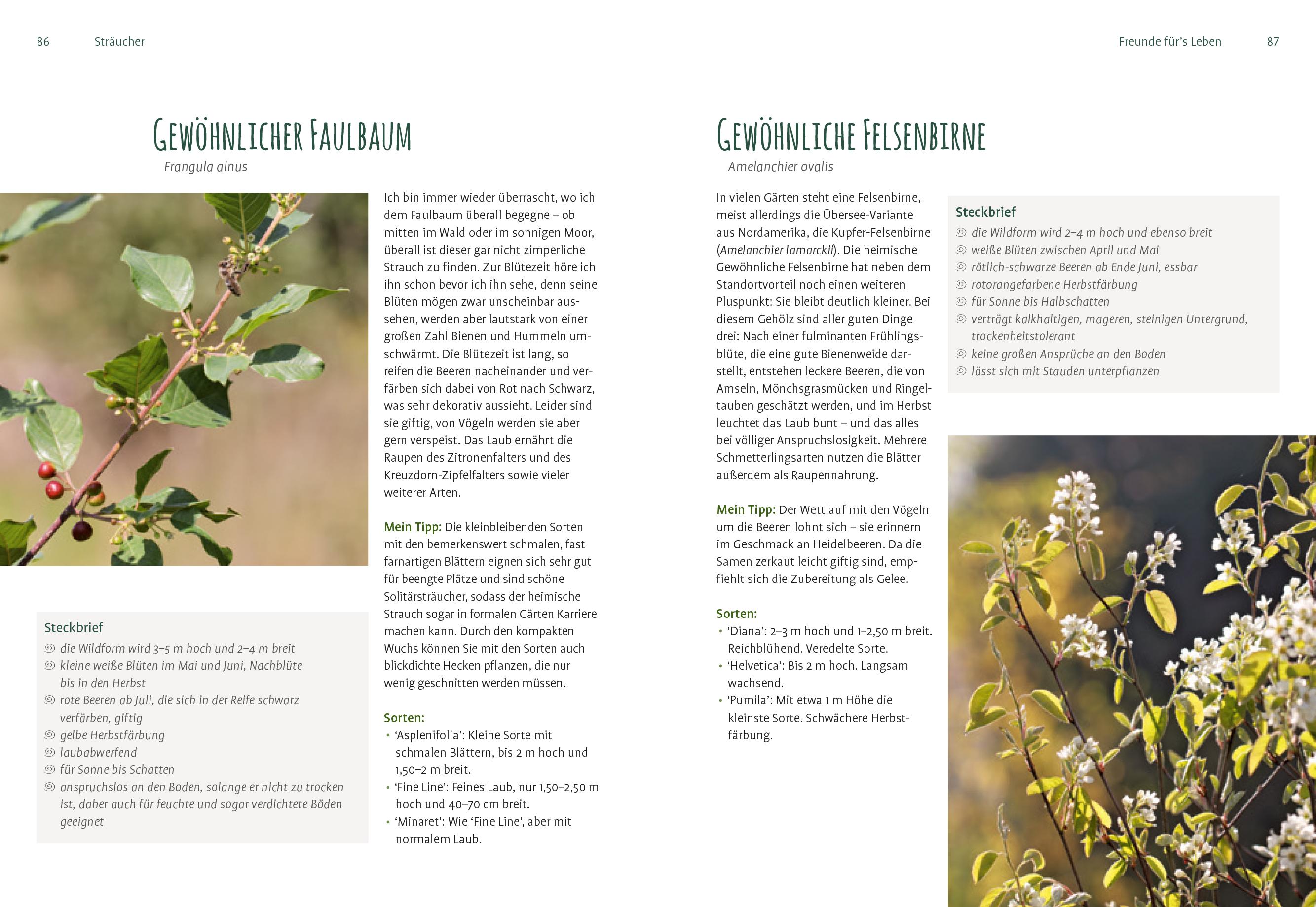 Beispielinhalt (Bild) Heimische Pflanzen für den Garten
