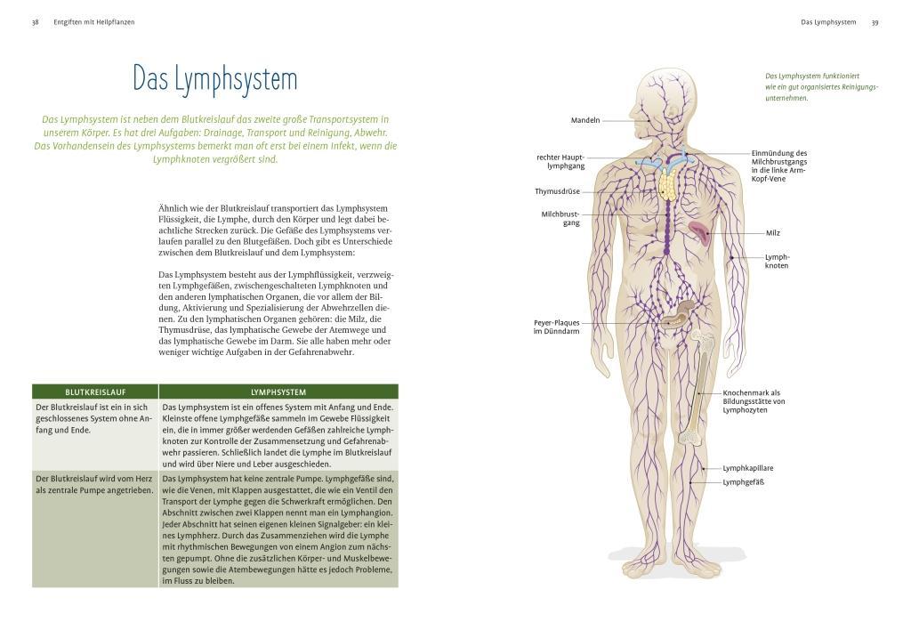 Beispielinhalt (Bild) Entgiften mit Heilpflanzen