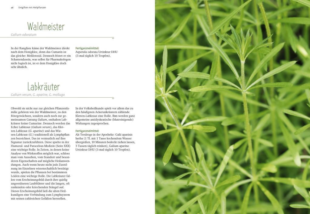 Beispielinhalt (Bild) Entgiften mit Heilpflanzen