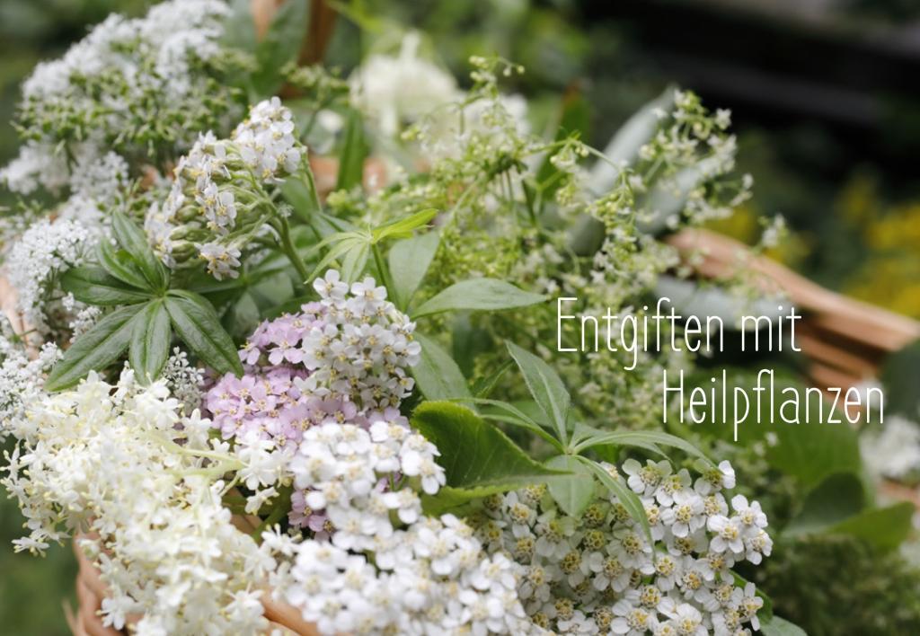 Beispielinhalt (Bild) Entgiften mit Heilpflanzen