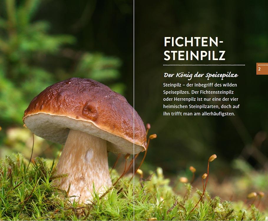 Beispielinhalt (Bild) 10 Pilze