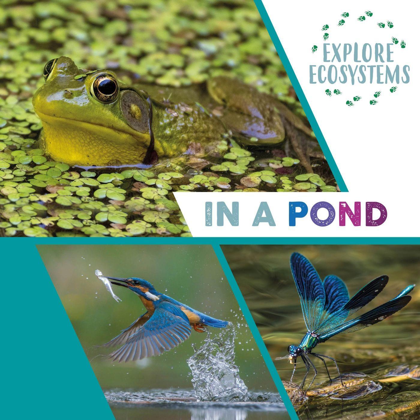 Vorderes Coverbild Explore Ecosystems: In a Pond
