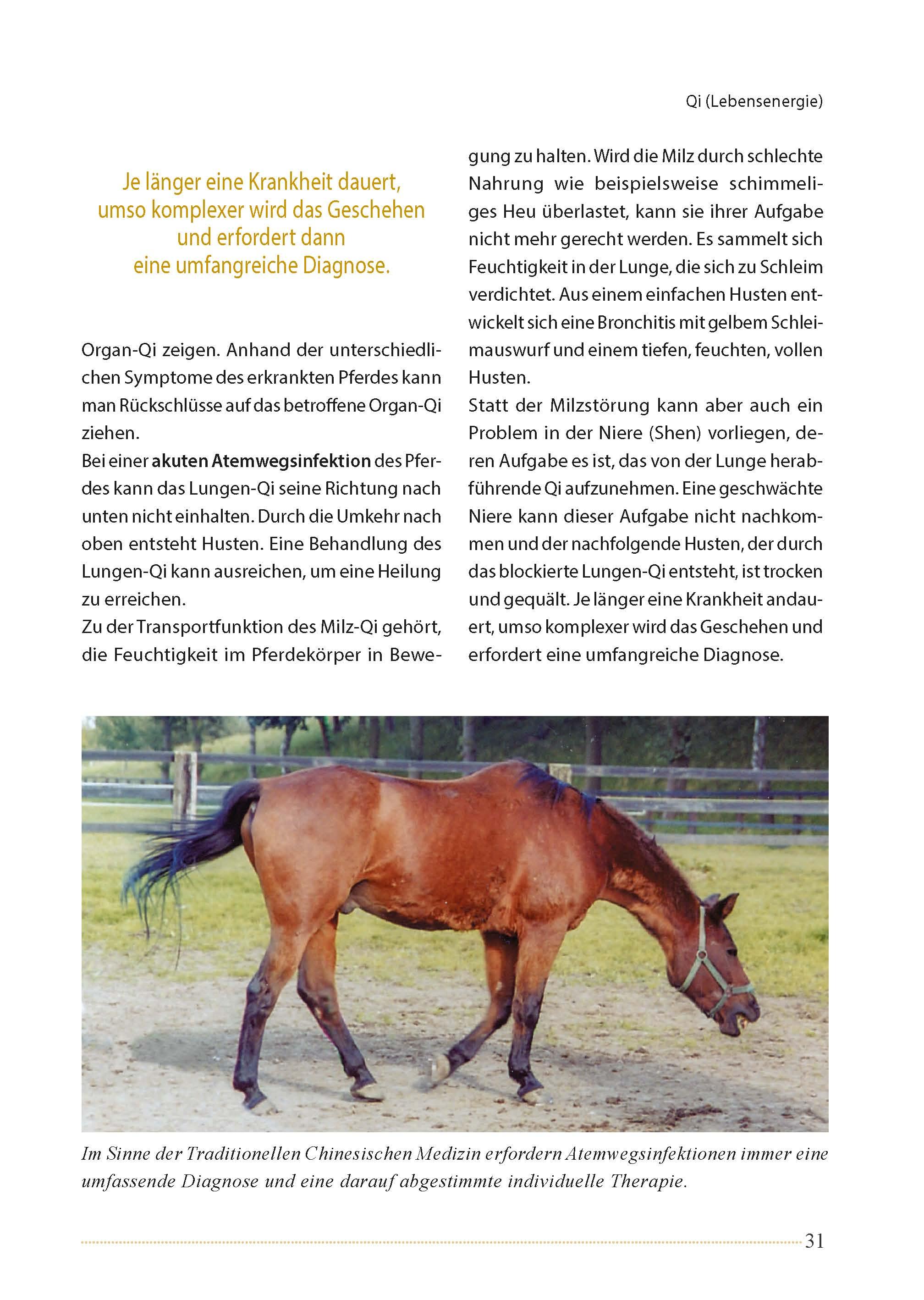 Beispielinhalt (Bild) Akupunktur beim Pferd