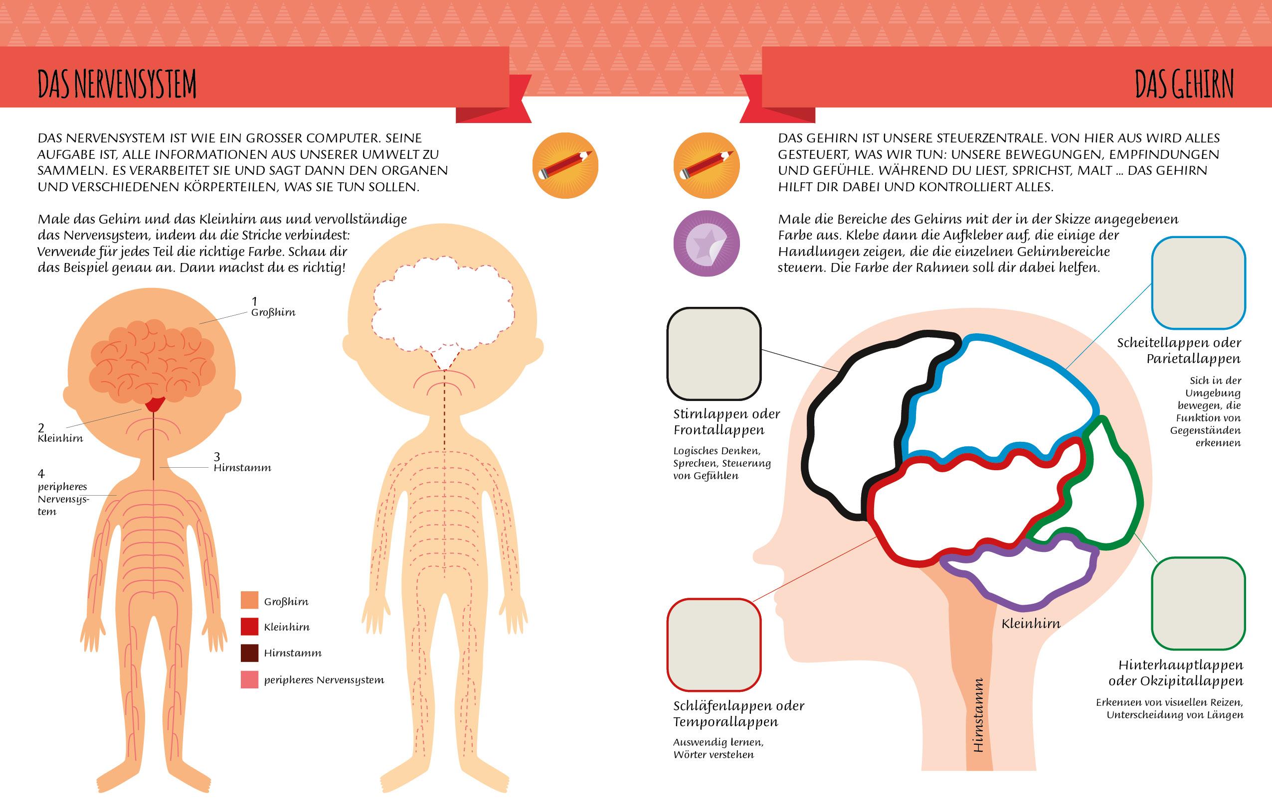 Beispielinhalt (Bild) Mein erstes Buch: Der menschliche Körper