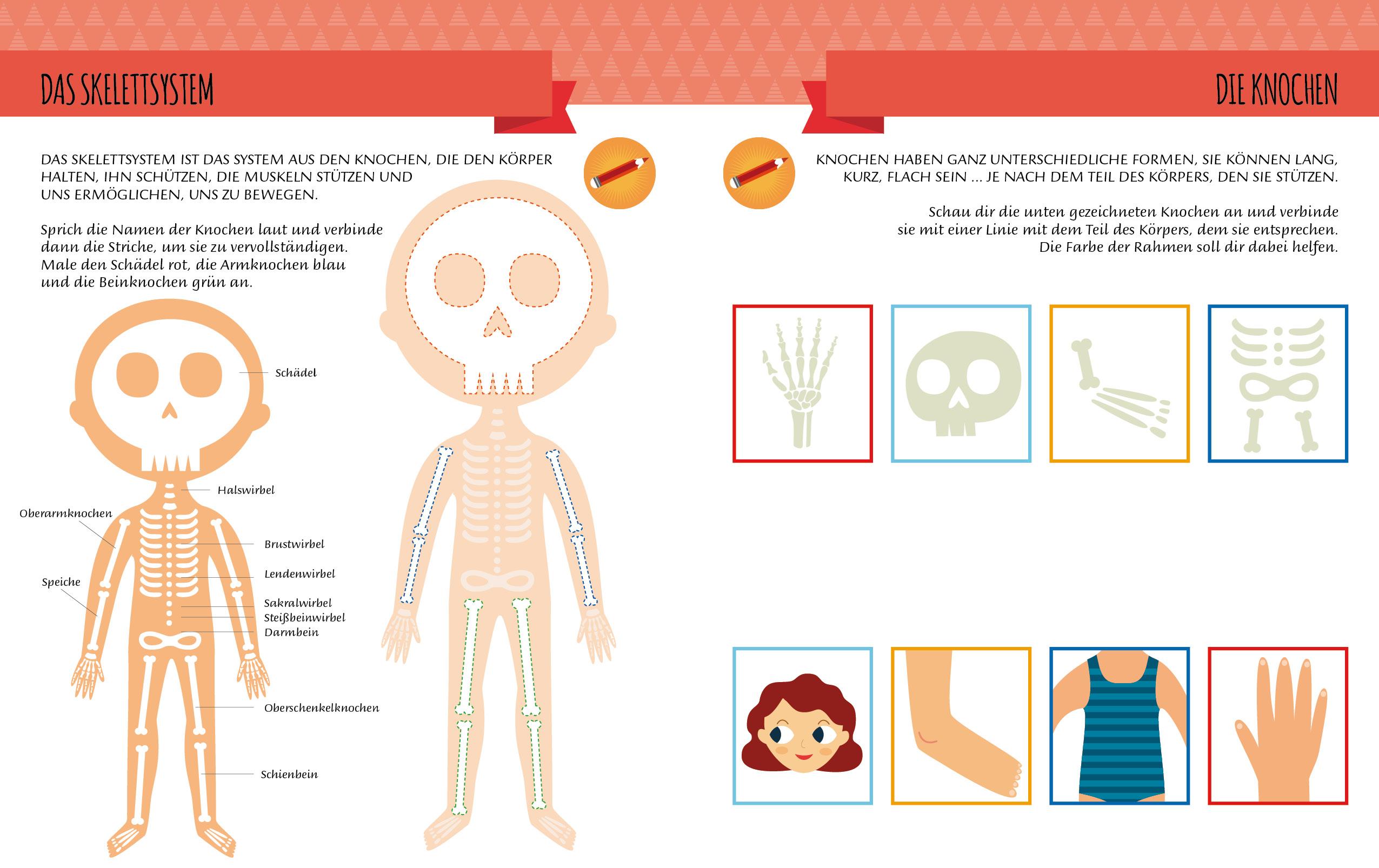 Beispielinhalt (Bild) Mein erstes Buch: Der menschliche Körper