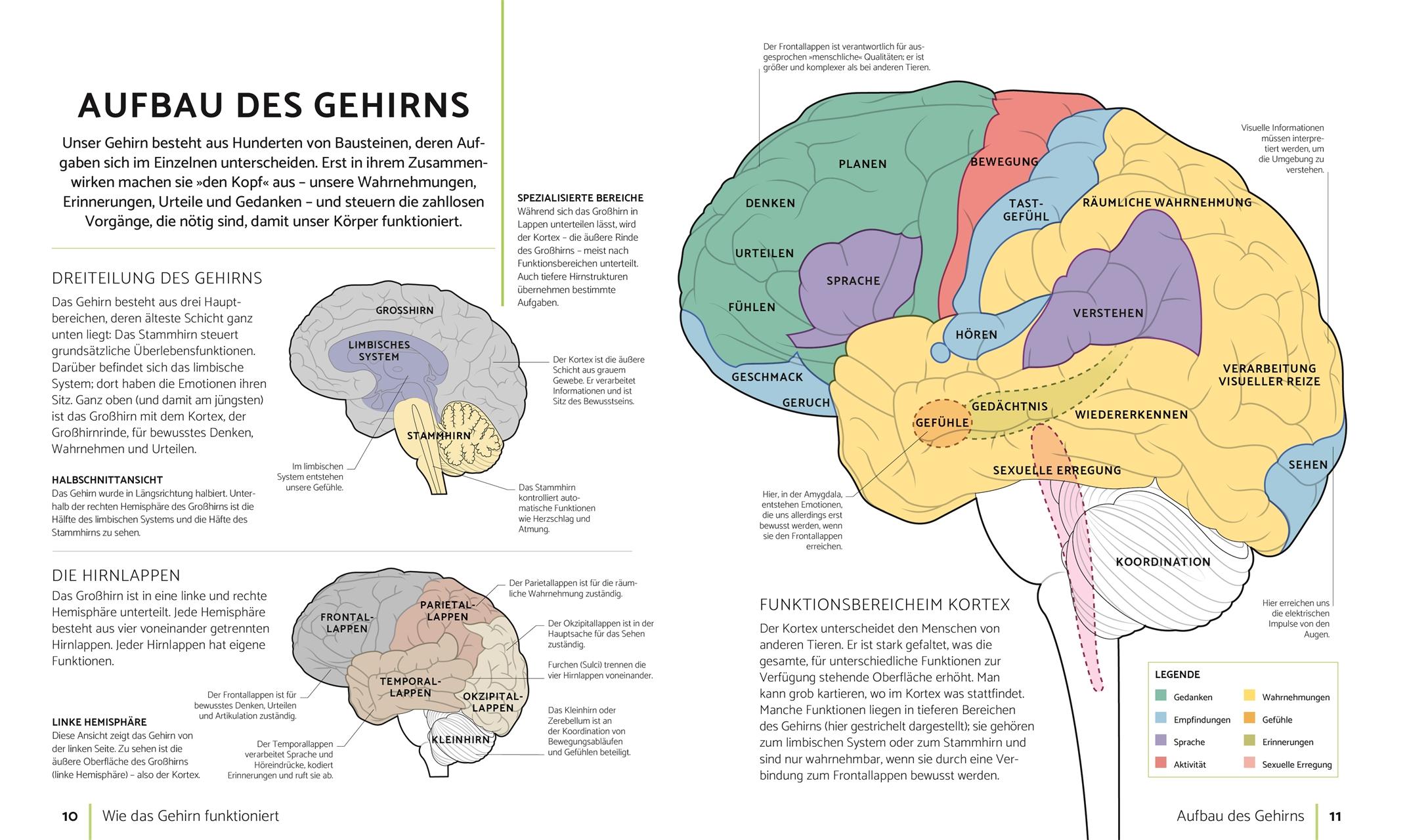 Beispielinhalt (Bild) So bleibt Ihr Gehirn fit