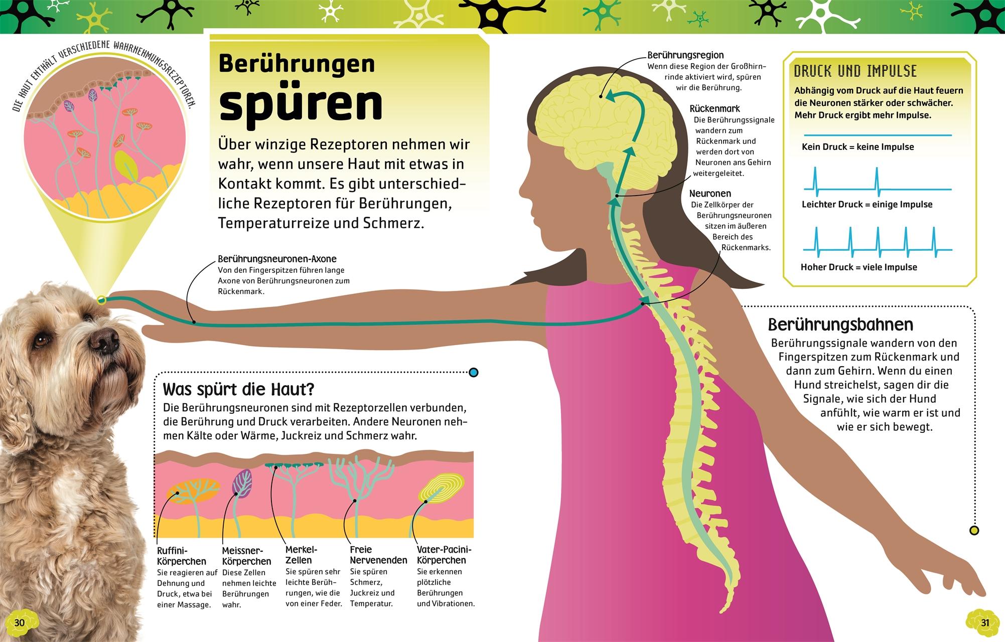 Beispielinhalt (Bild) Superstark & superschlau. Superschlaues Gehirn