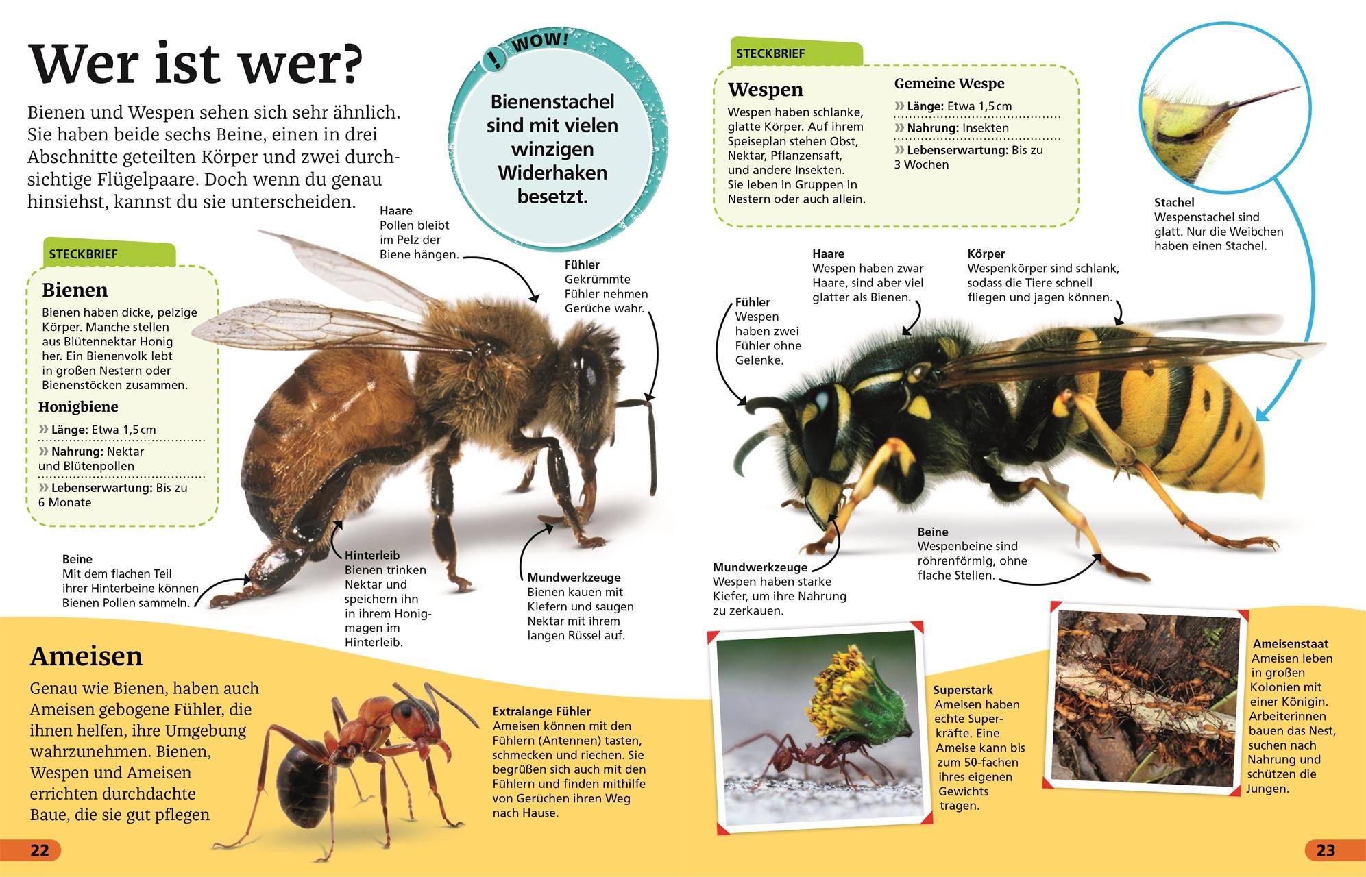 Beispielinhalt (Bild) Superchecker! Insekten