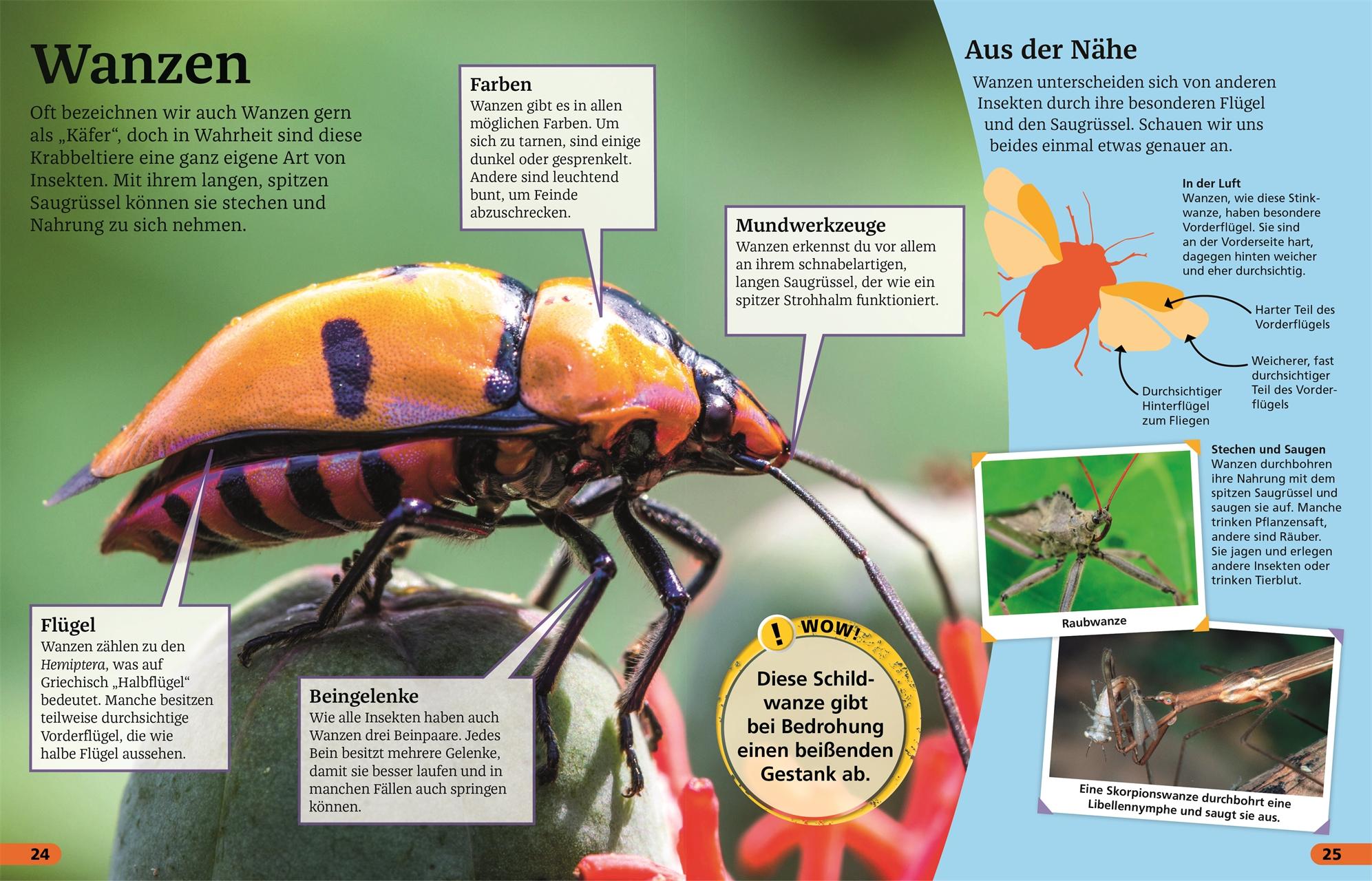 Beispielinhalt (Bild) Superchecker! Insekten