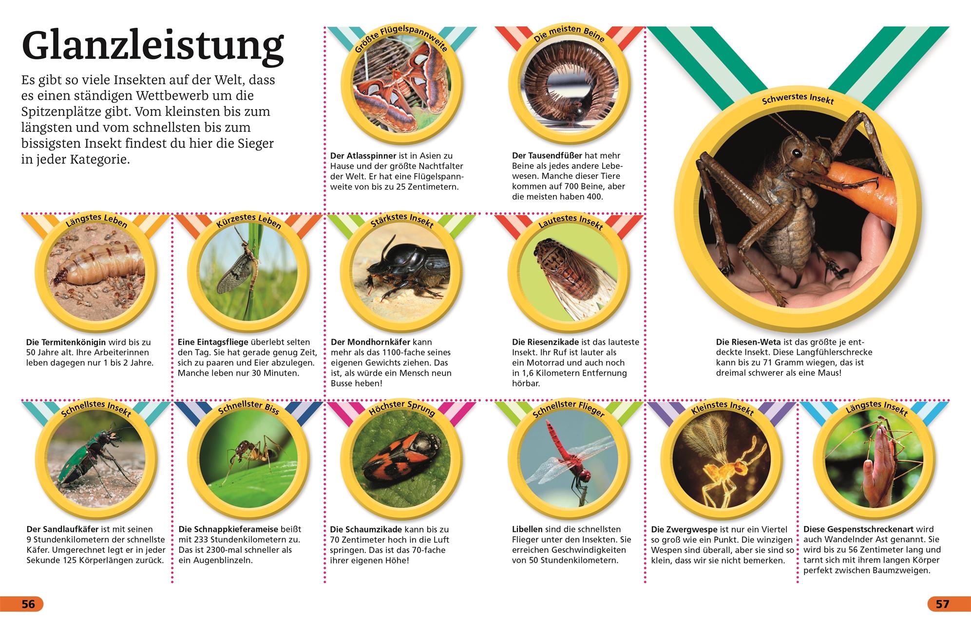 Beispielinhalt (Bild) Superchecker! Insekten