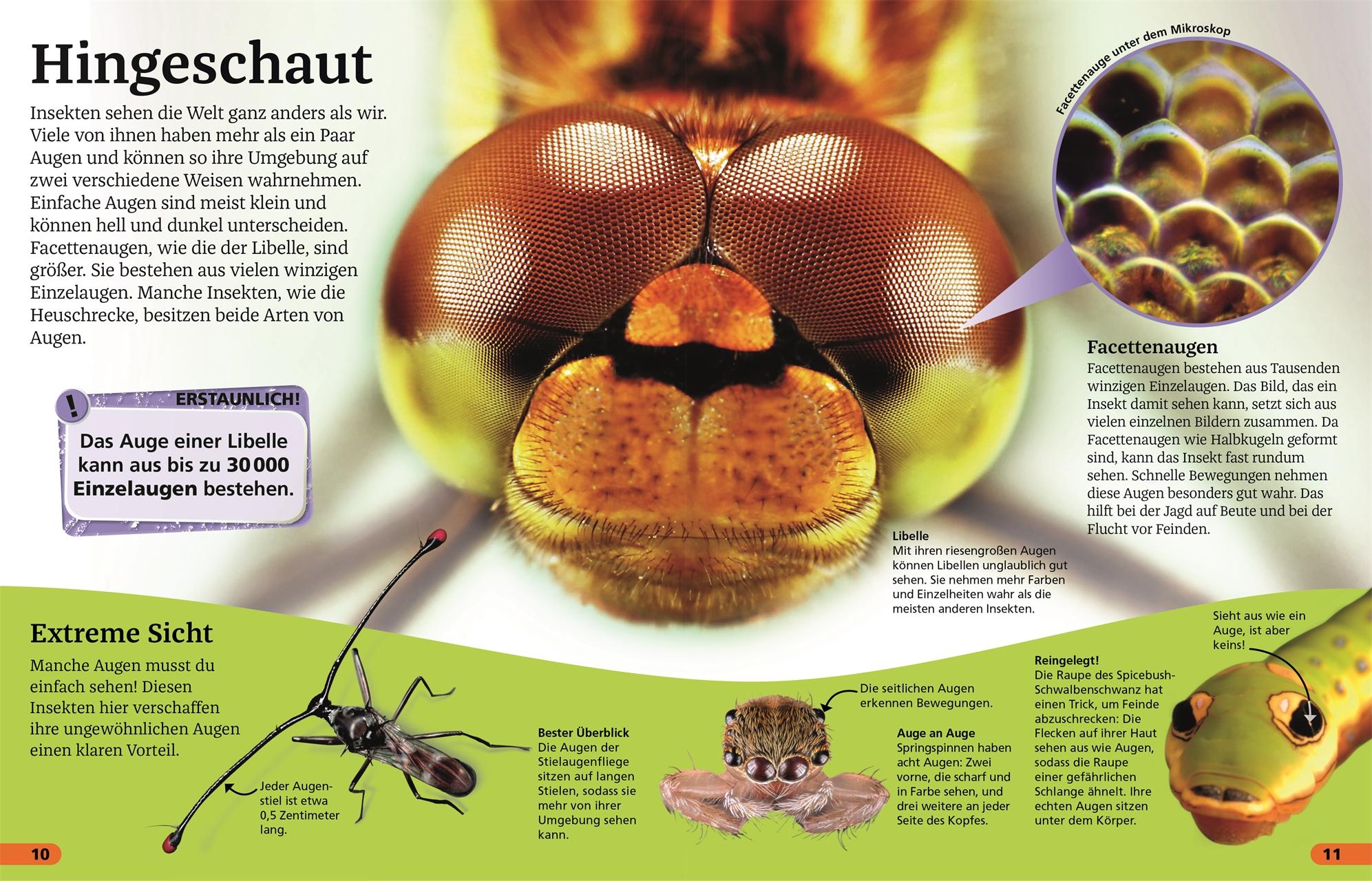 Beispielinhalt (Bild) Superchecker! Insekten